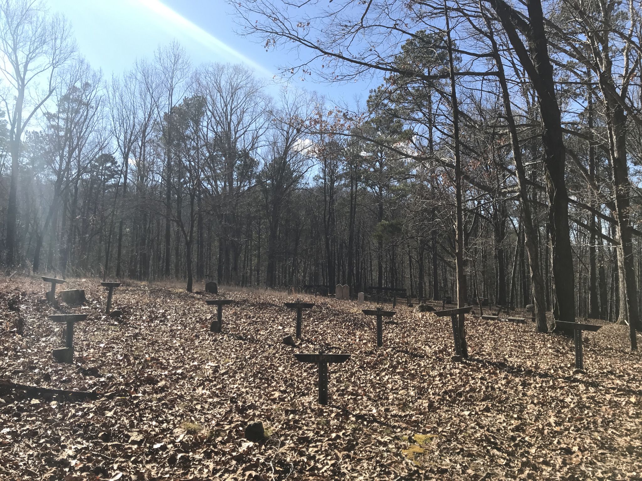 Sunny forest clearing with many small T-shaped markers among fallen leaves. - Lake Guntersville State Park Trail
