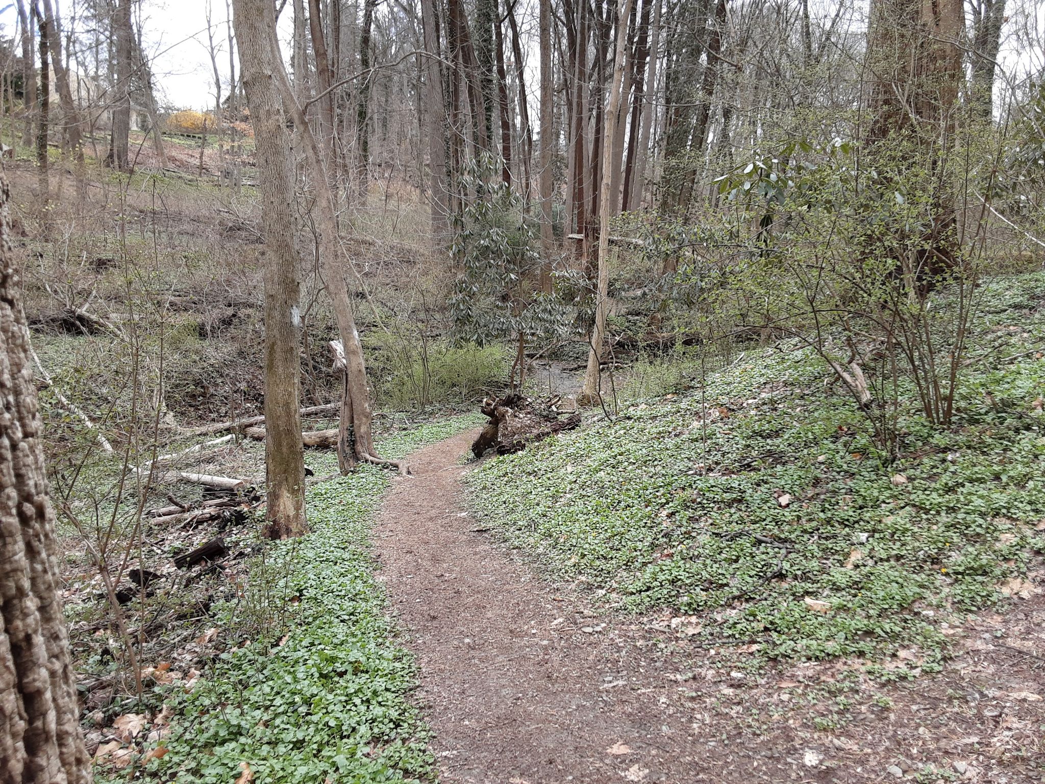 Narrow forest path winding uphill through bare trees and green ground cover. - Saunders Woods Preserve Loop
