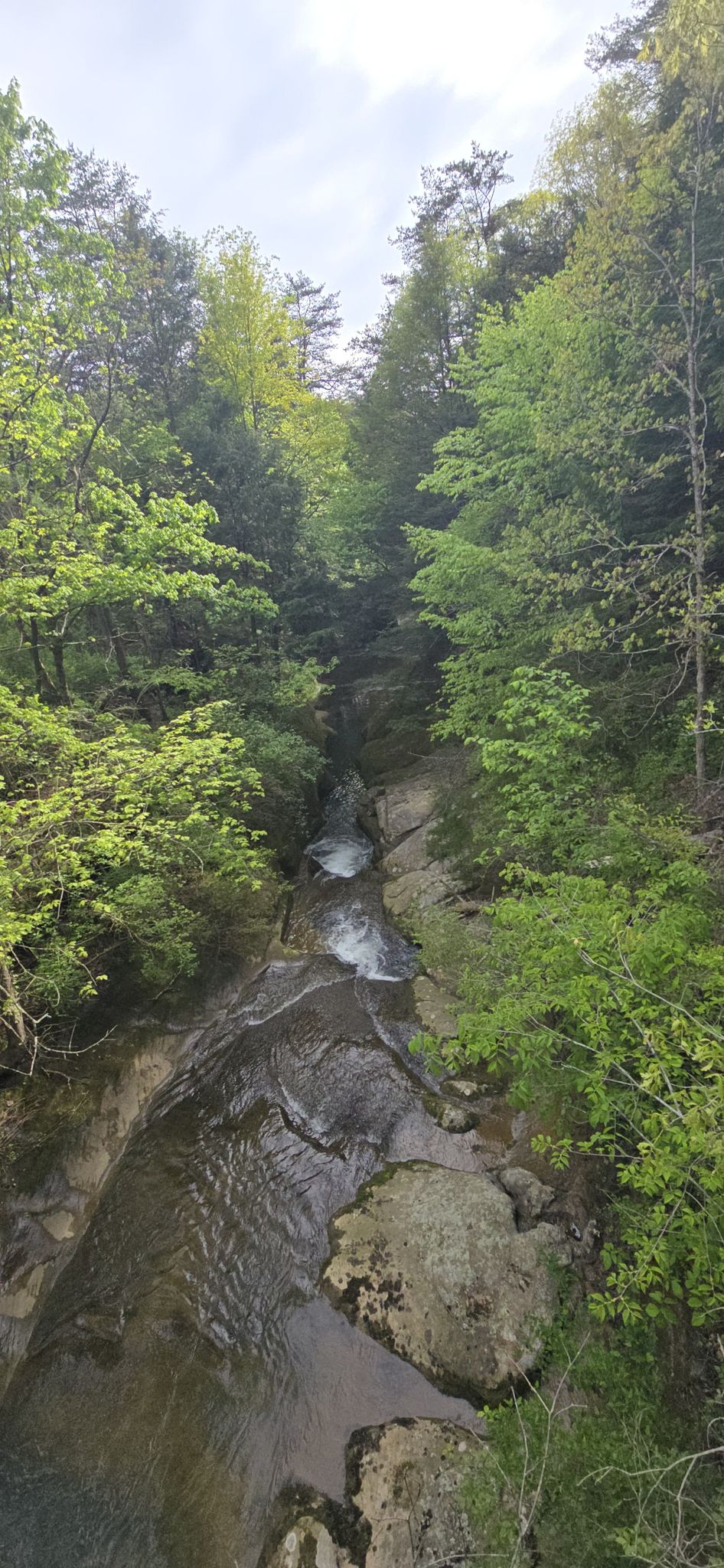 Narrow stream flowing over rocks through a lush, green forest. - Rose Lake Dam loop from Hocking Hills State Park