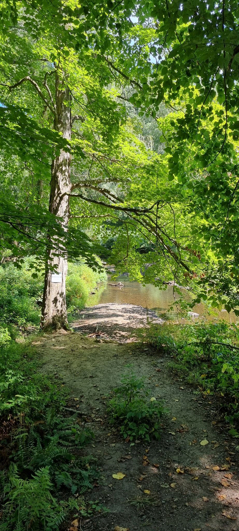 A sunlit dirt path leads through a lush green forest to a calm river. - Hulda's Hut and Witch's Spring Trail Loop