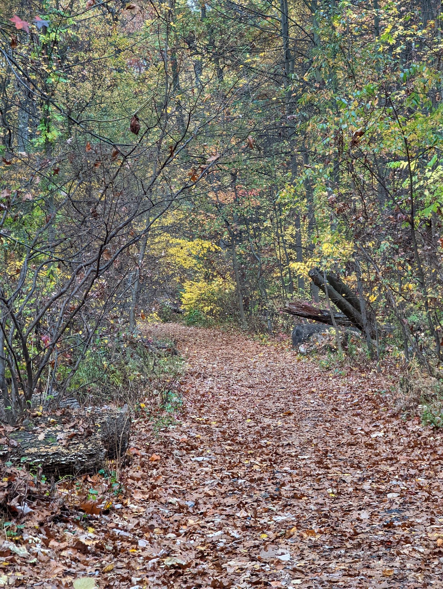Narrow dirt path covered in autumn leaves winding through a dense forest. - John Muir Trail