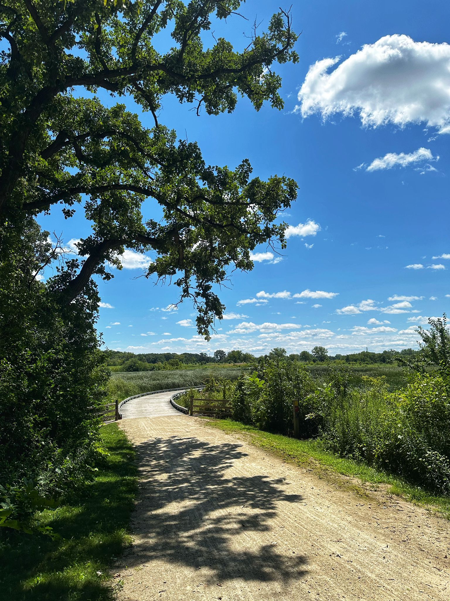 Shaded dirt path curving towards a sunny boardwalk through green marshland. - Millennium Trail: Fourth Lake Section