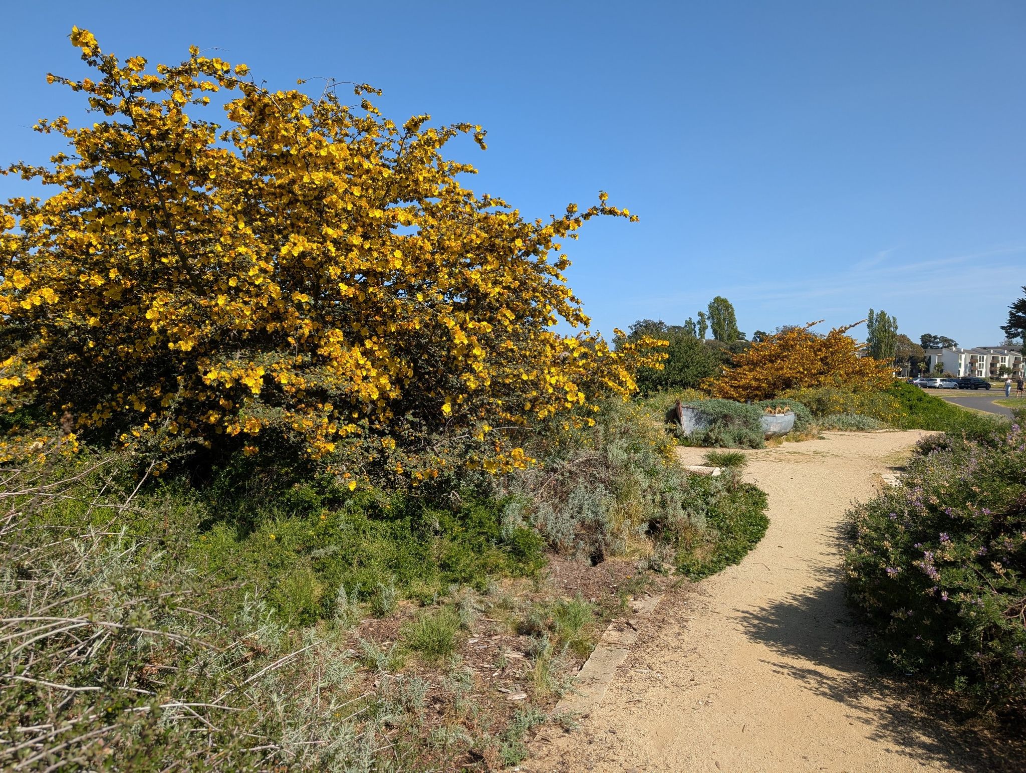 A sunny dirt path winding through vibrant yellow flowering bushes. - USS Hornet Museum – Washington Park loop from Alameda