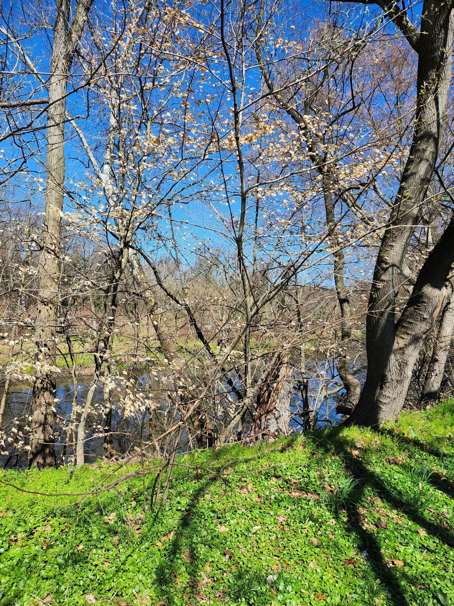 Bright green grass and bare trees with a glimpse of water on a sunny day. - Fort Mifflin – Cobbs Creek Trail loop from 49th Street