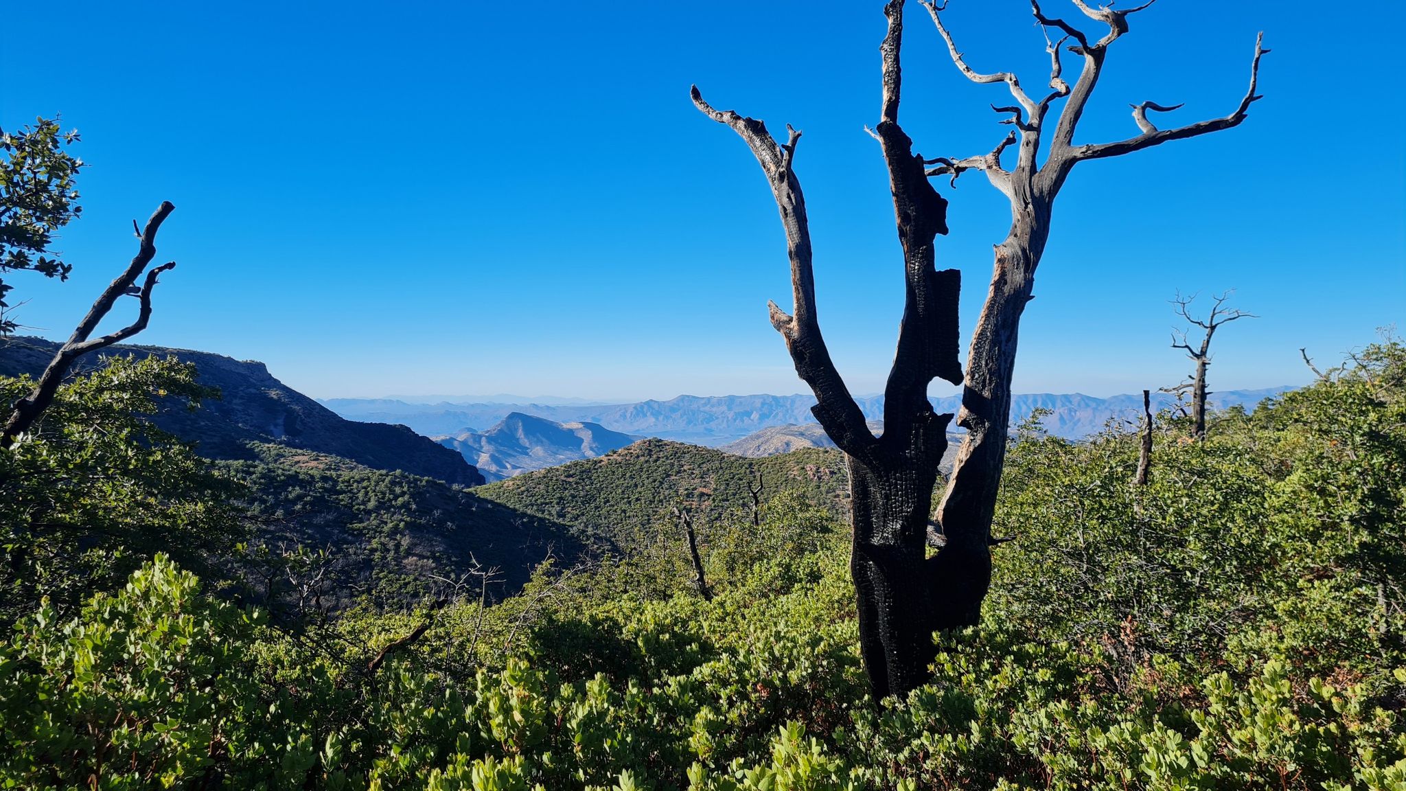 Charred tree and green bushes overlooking sunny mountains under a clear blue sky. - Mazatzal Divide and Arizona Trail via Rock Creek Trail