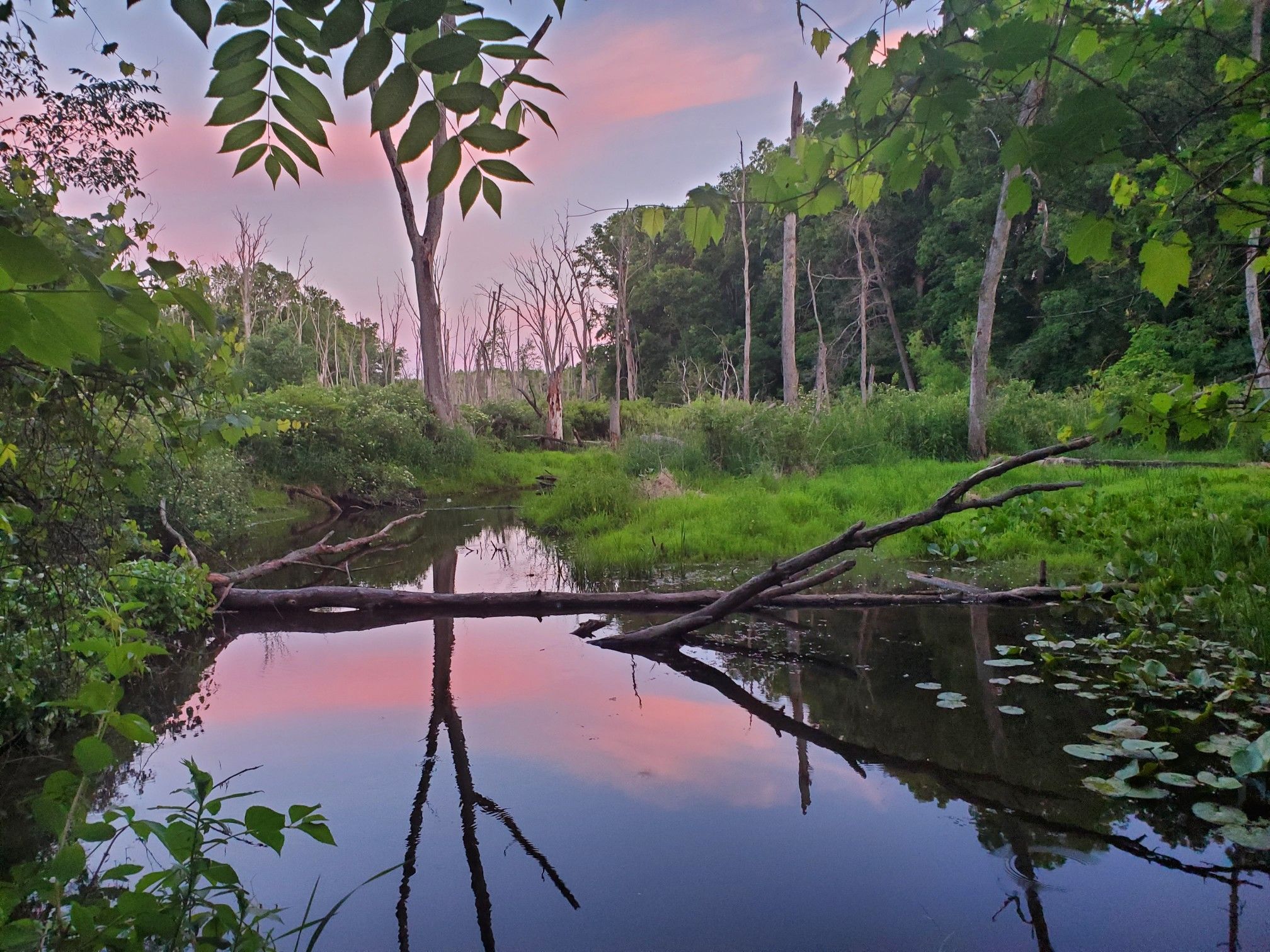Calm pond reflecting a pink and blue sky, surrounded by trees and green grass. - Rose Lake Loop