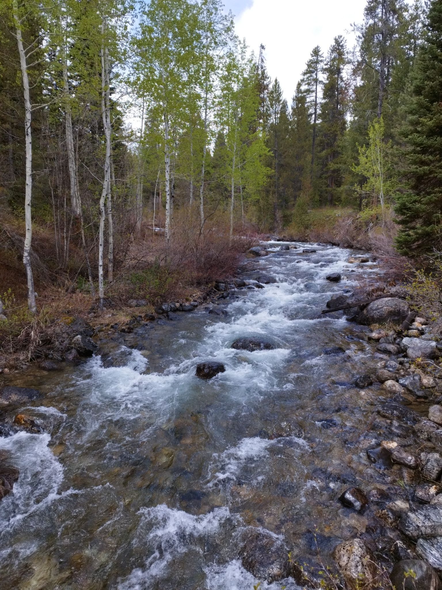 A clear, rocky river flows through a forest with tall trees. - Lake Creek – Moose Junction loop from Teton Village