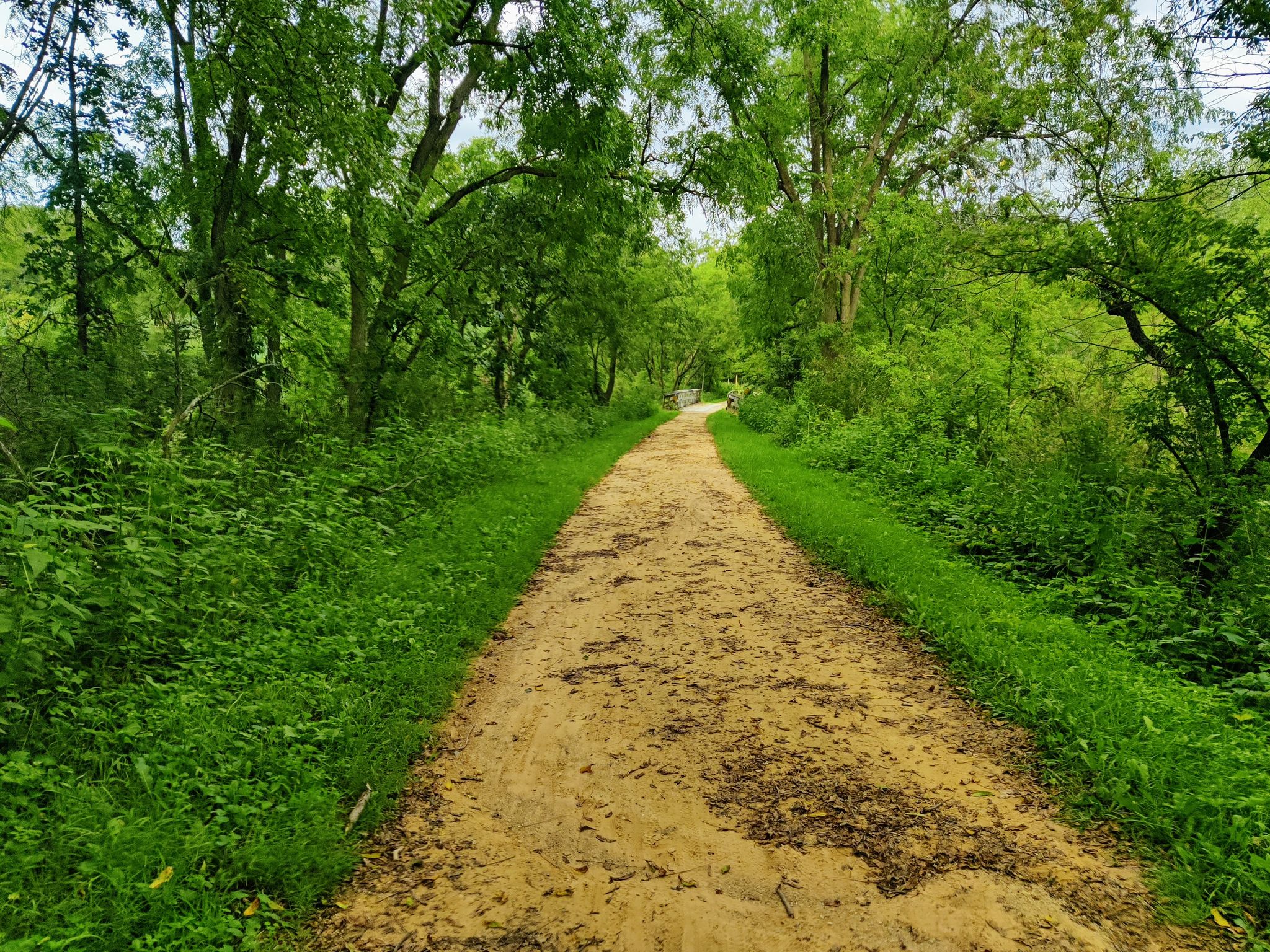 Wide dirt path through a dense, vibrant green forest on a bright day. - The Turtle Watch Bridge – Ice Age Trail Junction Area loop from Mount Horeb