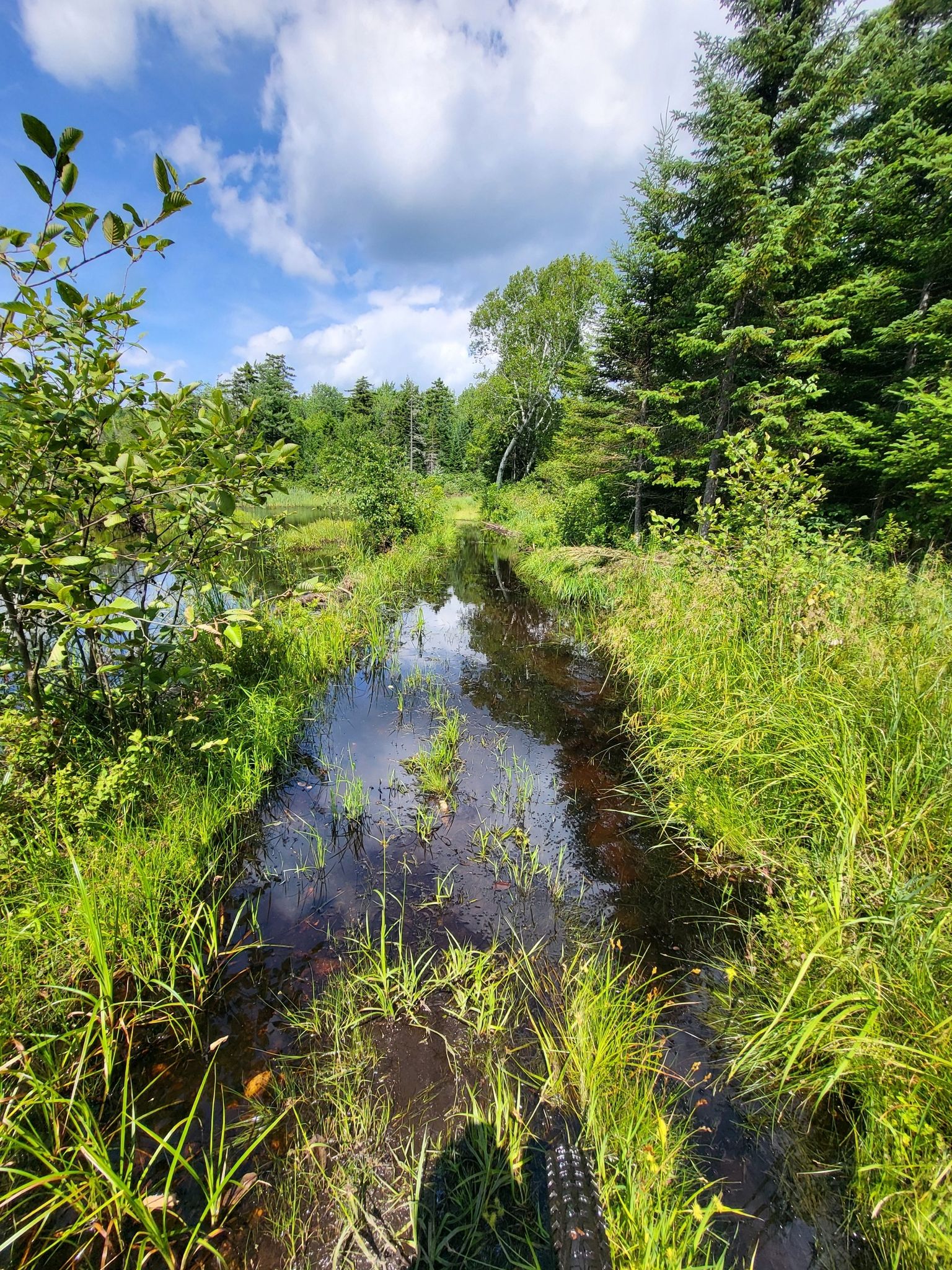 A flooded path through lush green vegetation under a partly cloudy sky. - CCC Moose Brook Trails Loop