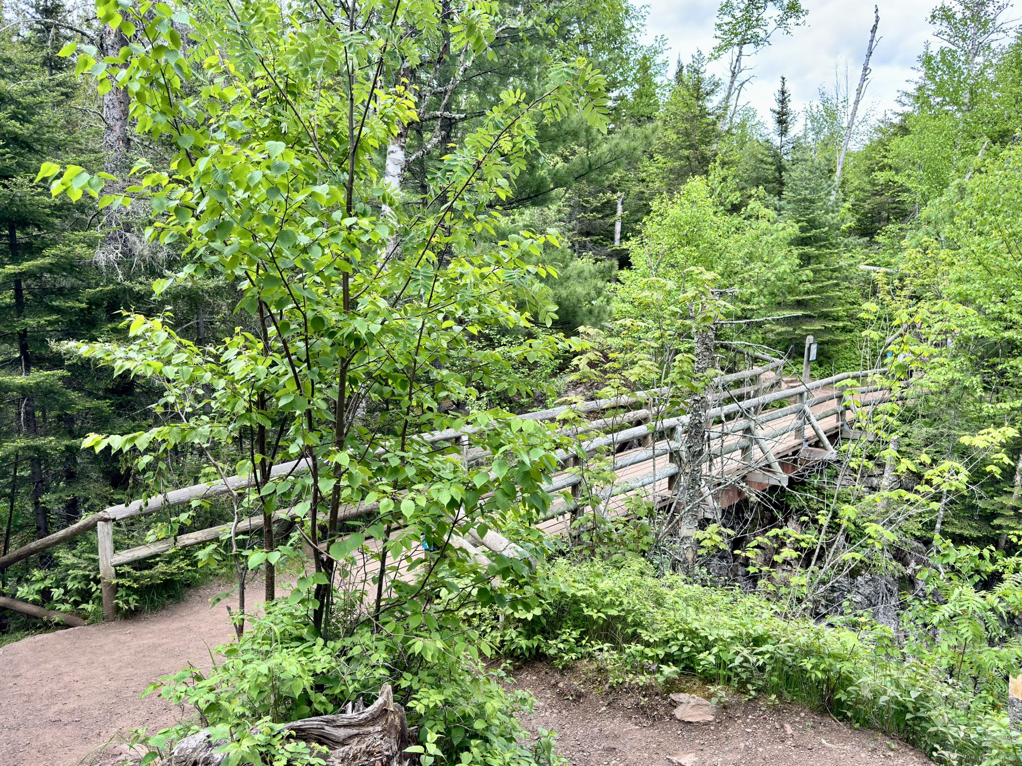 Wooden bridge spanning a ravine, surrounded by lush green summer foliage. - Superior Hiking Trail - Cascade River Loop