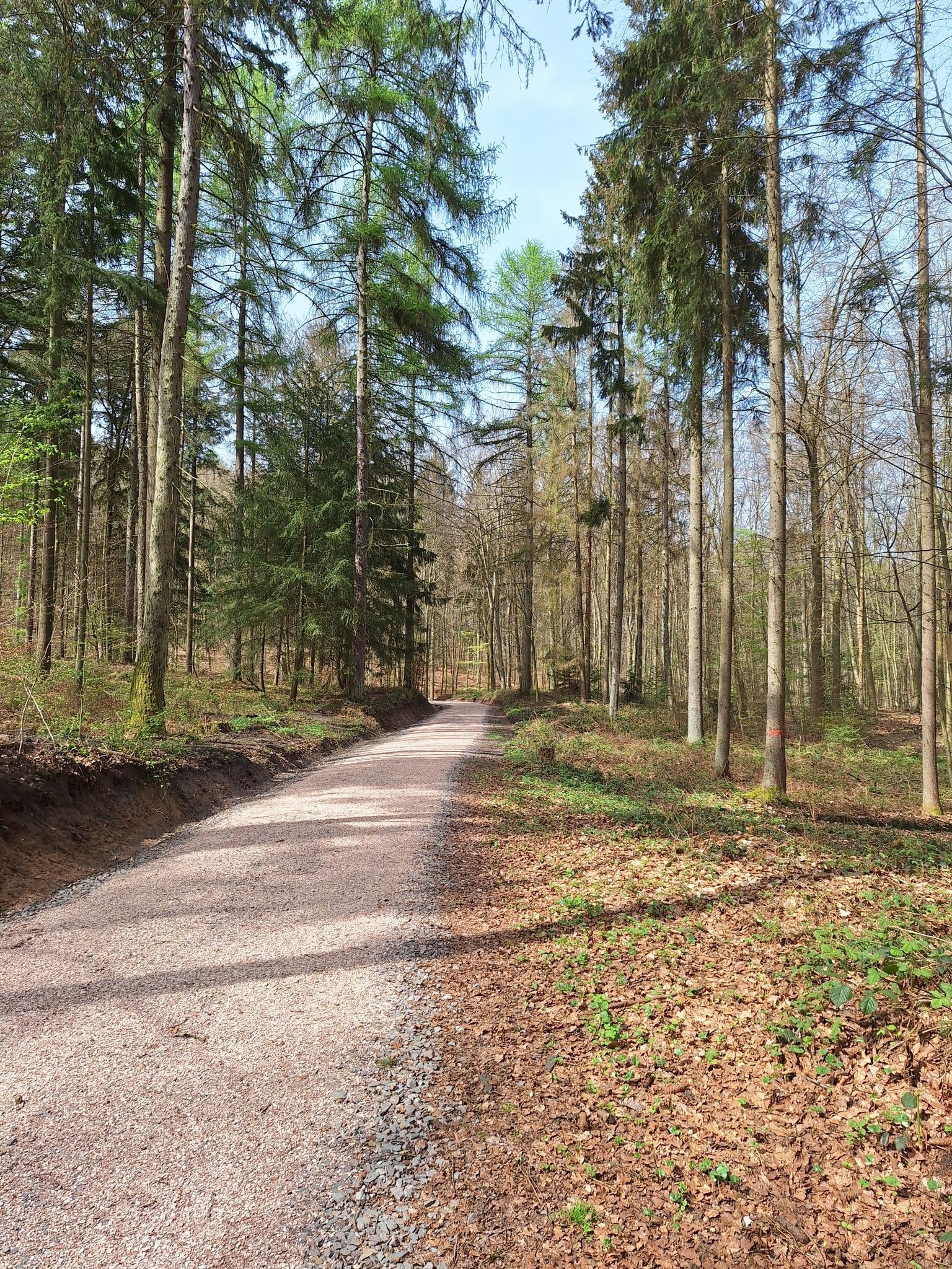 Weg durch den Wald neu gemacht