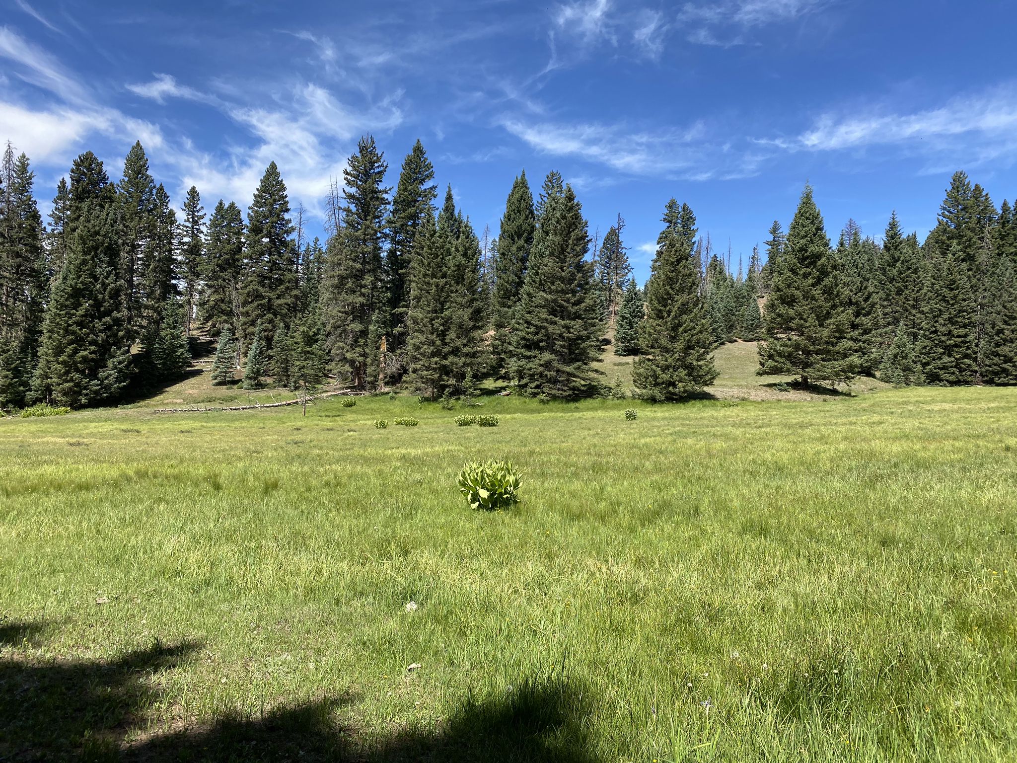 Vibrant green meadow bordered by a dense pine forest under a bright sky. - Damian and Las Vacas Trail Loop