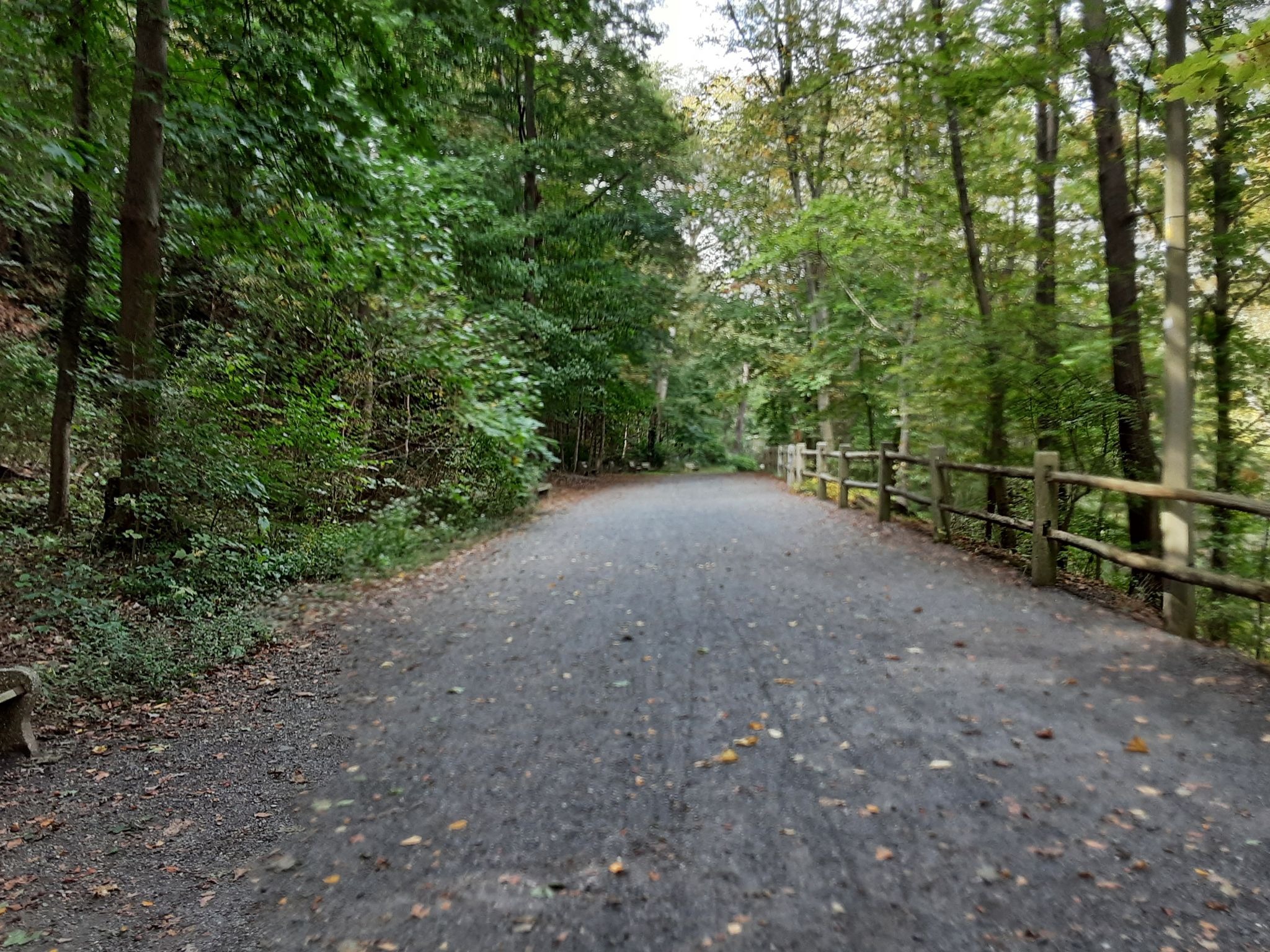 Gravel path winding through dense green forest, wooden fence. - Thomas Mill Covered Bridge loop from Woodmere Art Museum