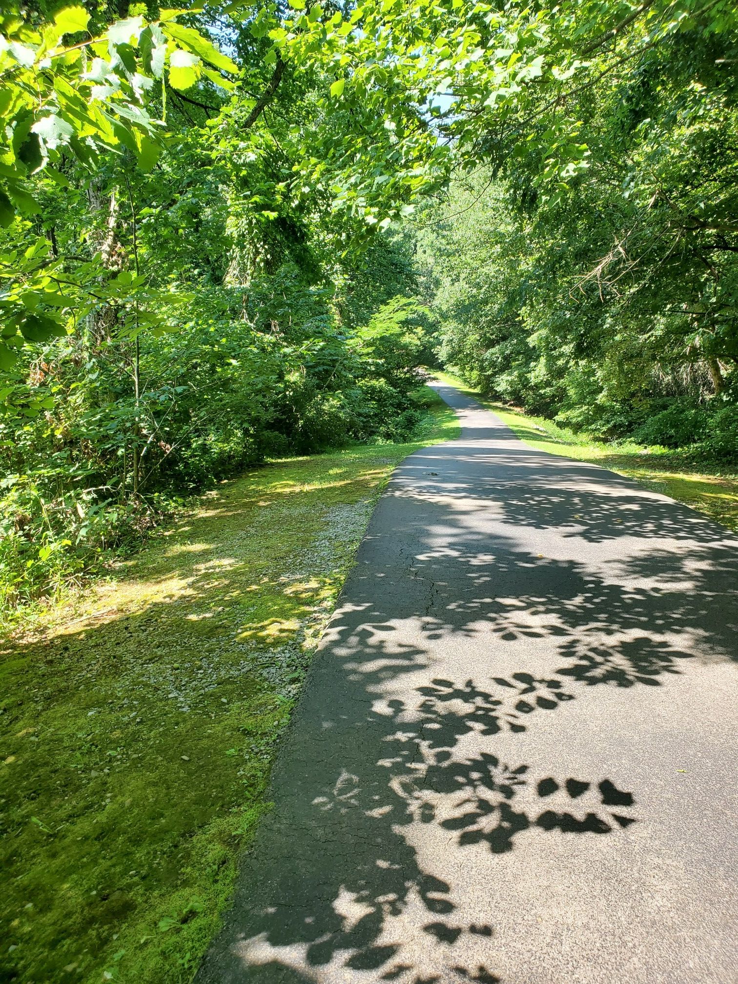 Sunny paved path winding through lush green trees with dappled shadows. - Clarksville Greenway
