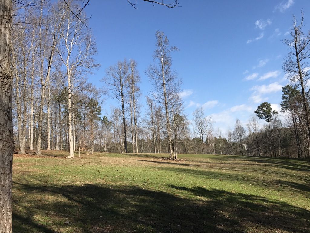 Sunny field with bare trees and green grass under a blue sky. - Black Creek Greenway