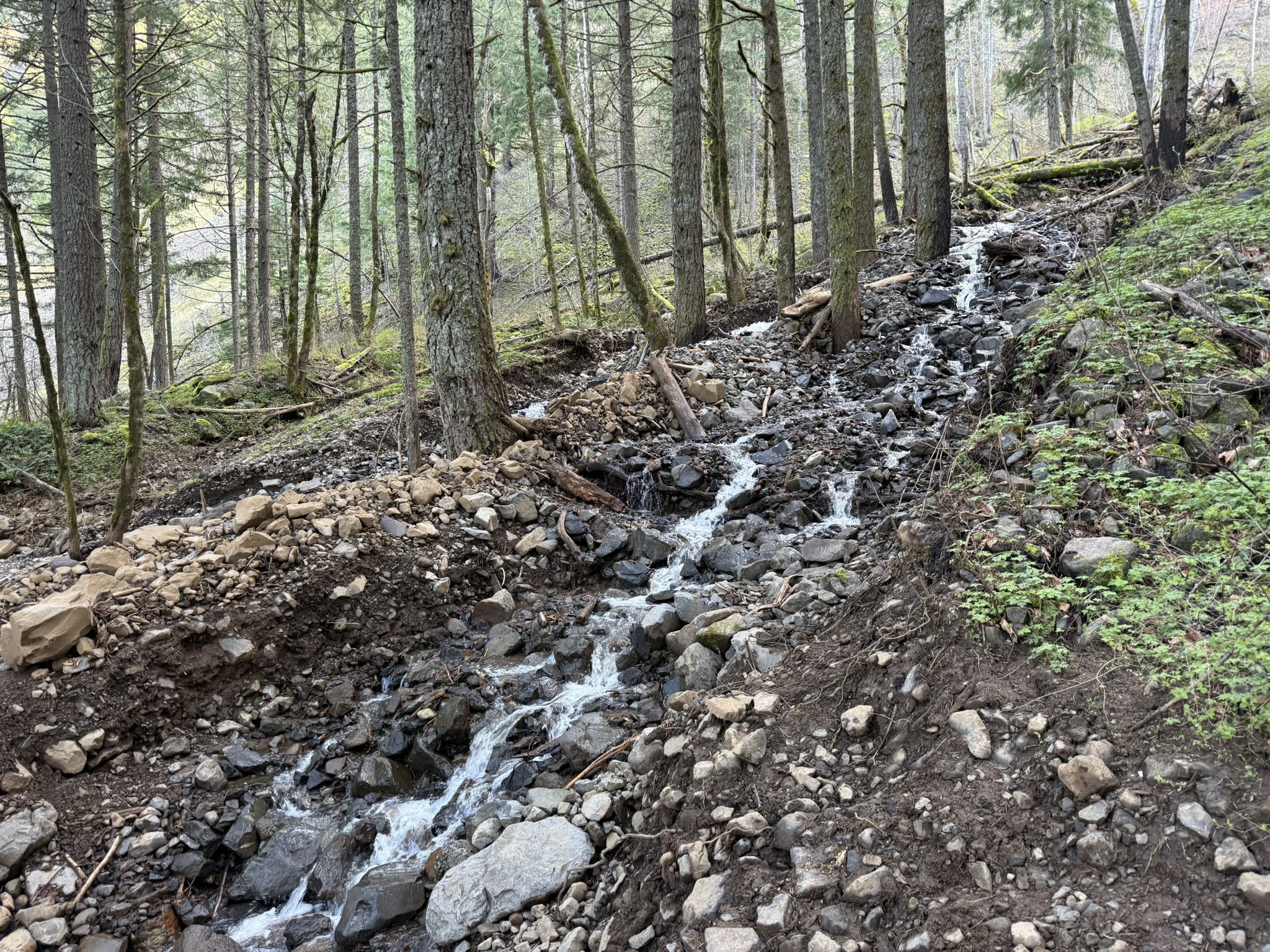 A rocky stream cascades down a forested hillside under diffused light. - Gorge Trail #400
