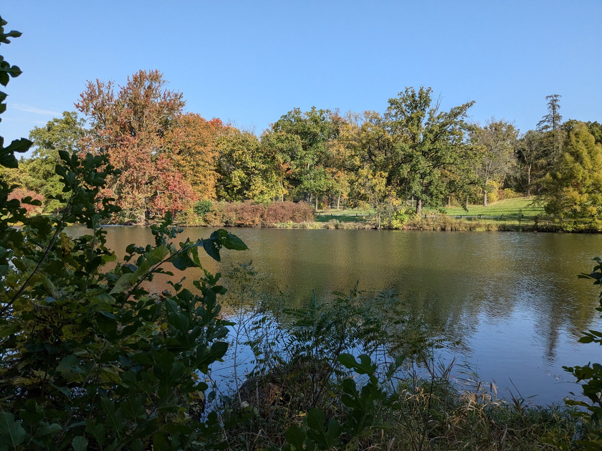 Calm lake water reflects colorful autumn trees, framed by dark foreground branches. - Morton Arboretum West Side Main Trail Loop