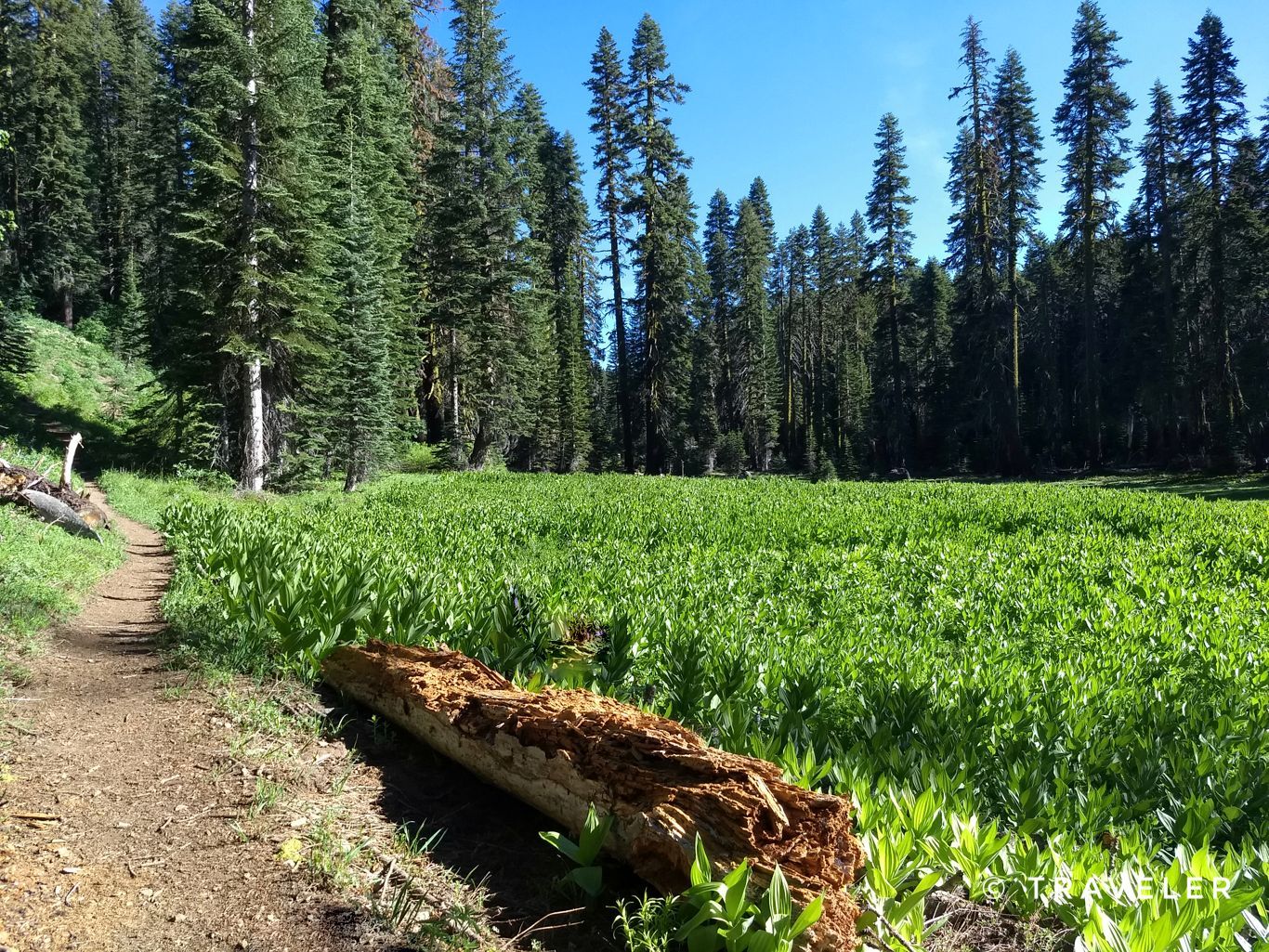 A dirt path borders a vibrant green meadow and tall pine trees under a clear sky. - Bucks Summit, Spanish Peak and Bucks Lake Loop
