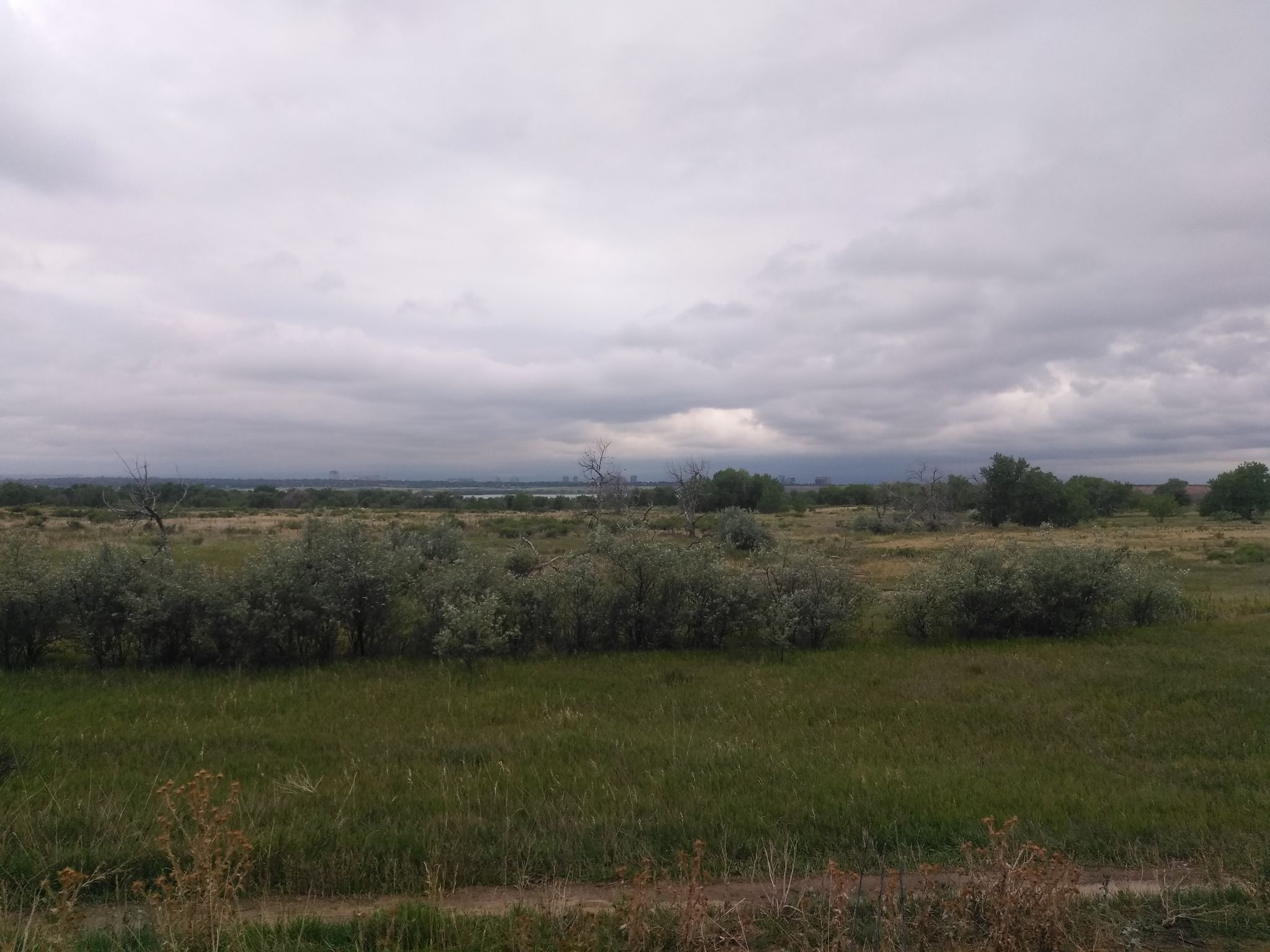 Expansive field with green and brown grass, scattered bushes, under an overcast sky. - Denver Orbital Trail - Segment 14