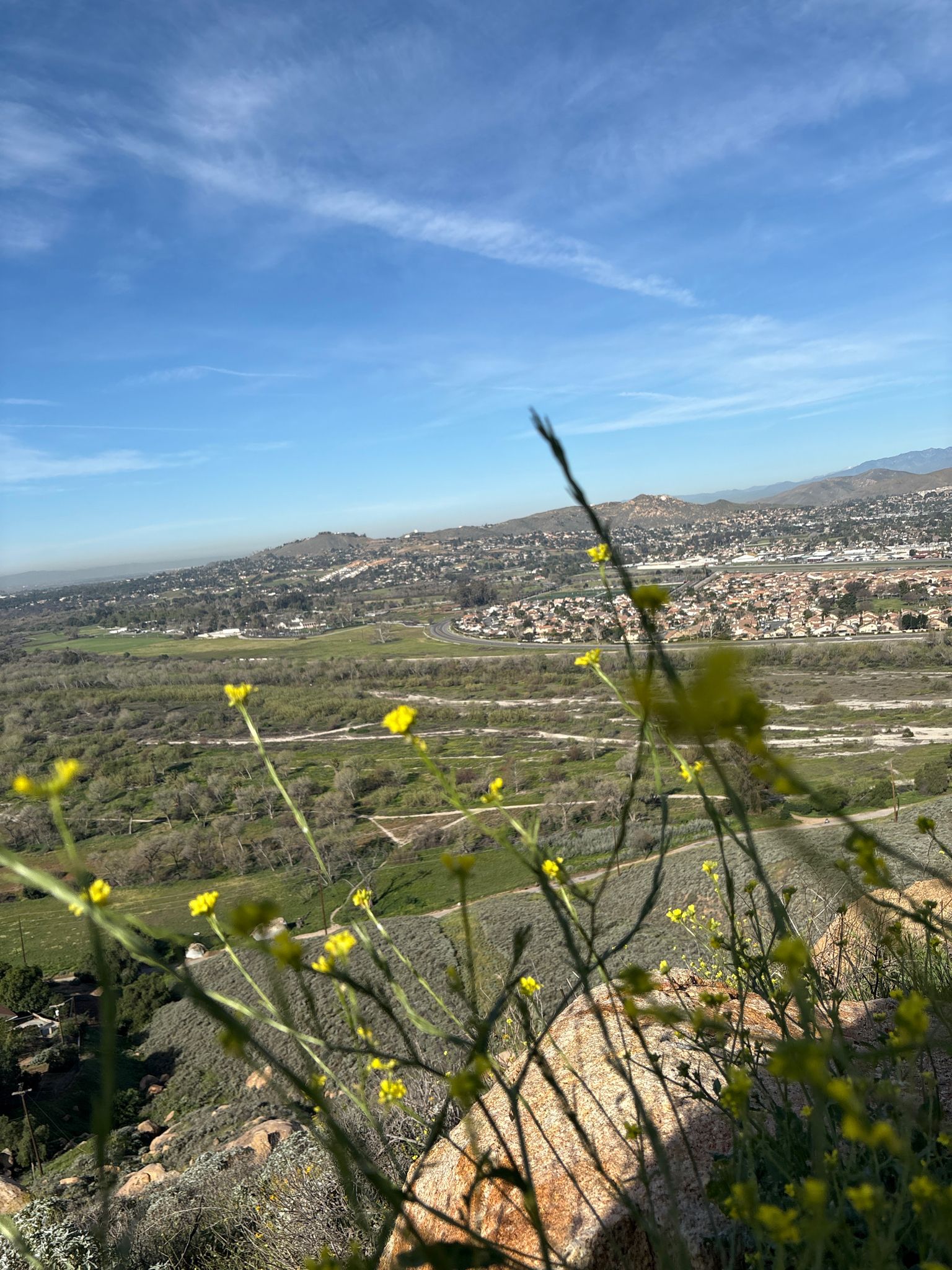 Yellow wildflowers in the foreground with a sprawling green valley and distant mountains. - Mission Inn Museum – Mount Rubidoux loop from Riverside