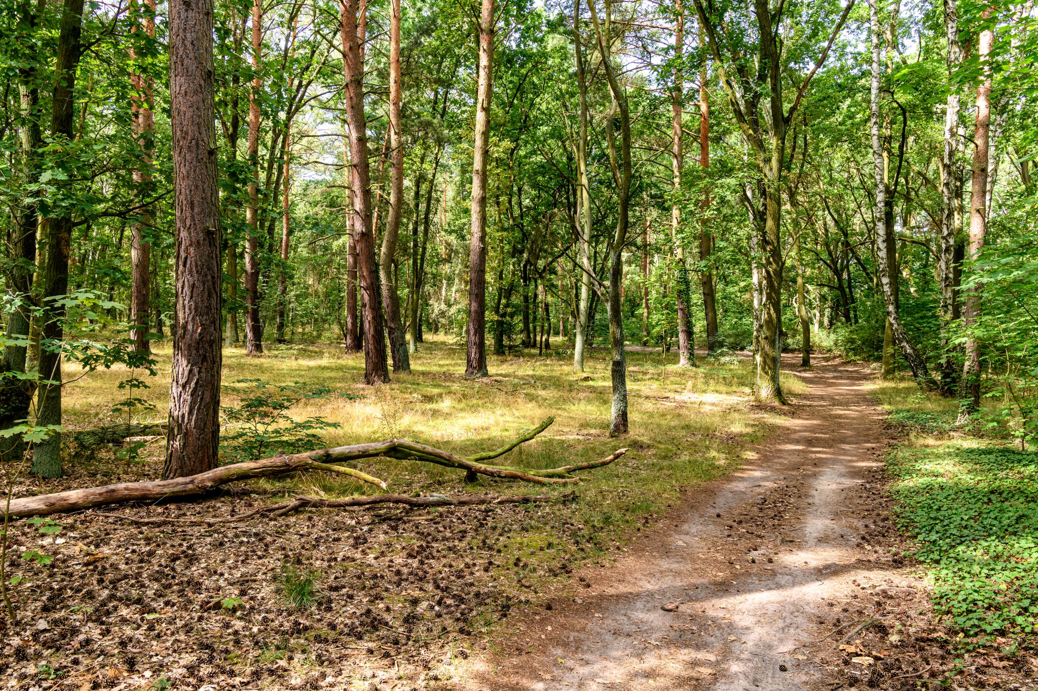 in der Köllnischen Heide