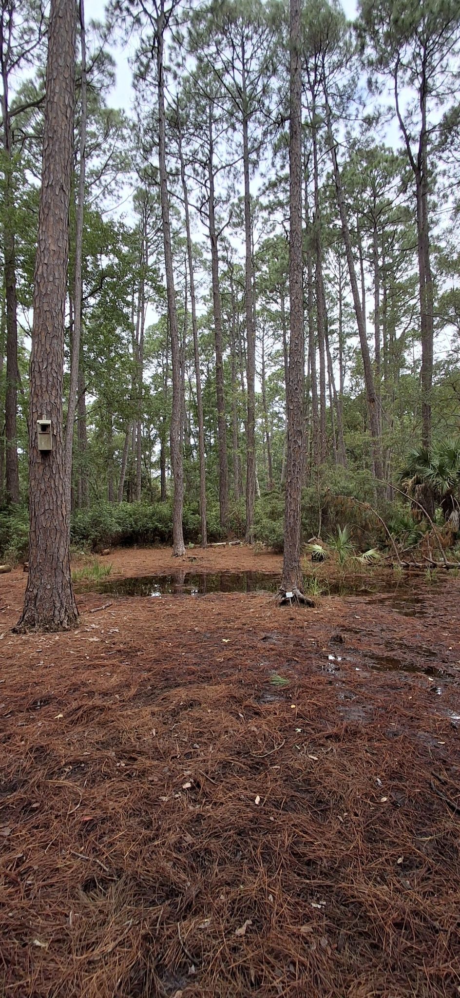 A pine forest floor covered in needles, with a small pond and birdhouse. - Audubon Newhall Pond Loop