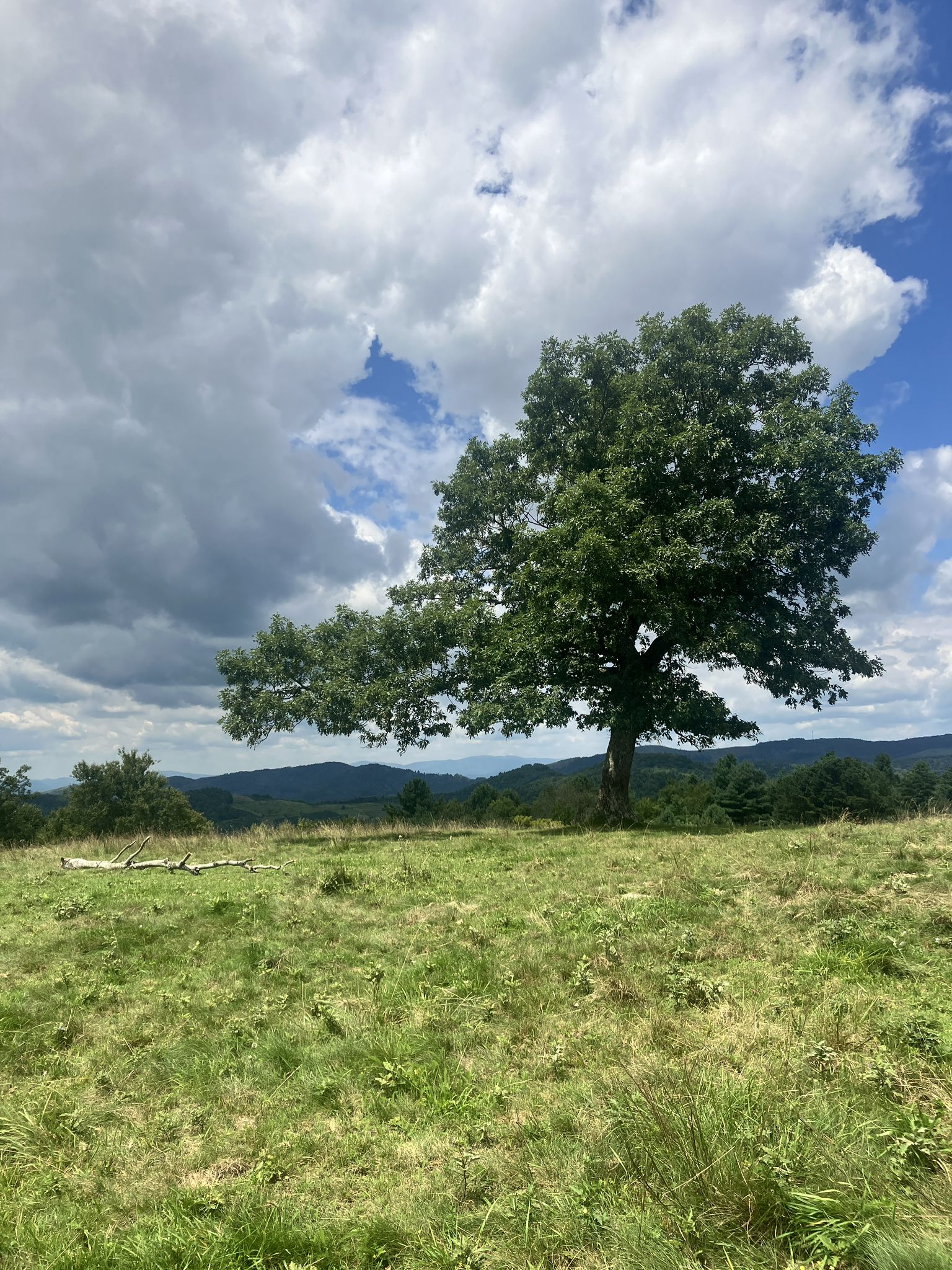 A large green tree stands alone in a sunny, grassy field. - Bluff Mountain Trail – Bluff Mountain Summit Meadow loop from Wildcat Rock