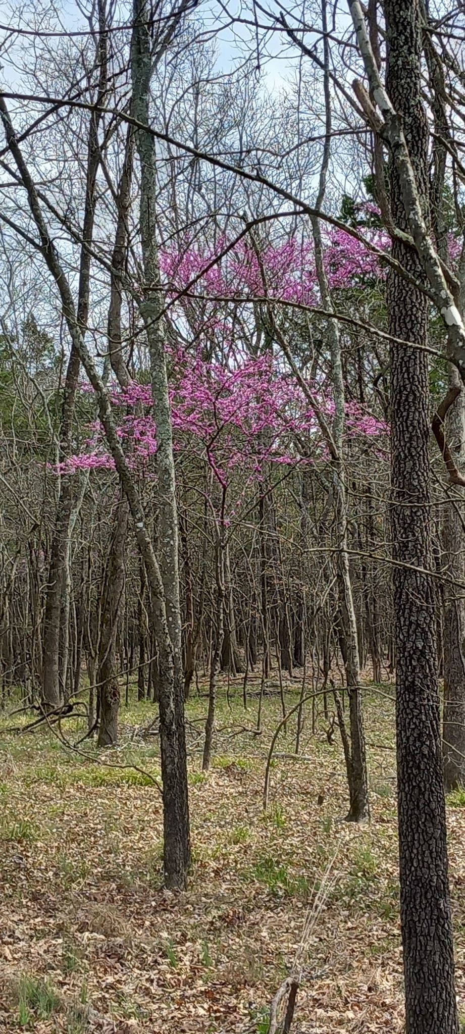 Vibrant pink flowering tree stands among bare trees in a dense forest. - Couchville Lake Trail