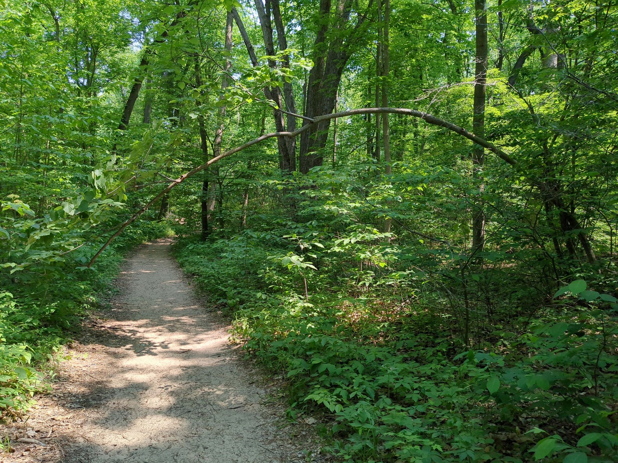 A sunlit dirt path winds through a dense green forest. - Mount Randall Loop