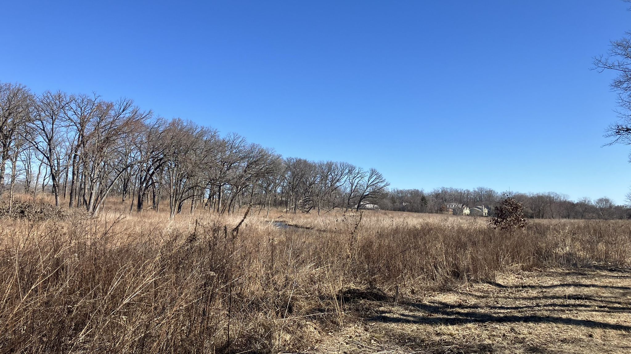 Expansive field of dry, tall grass with bare trees under a clear blue sky. - St. James Farm Preserve – St. James Farm Preserve loop from Warrenville