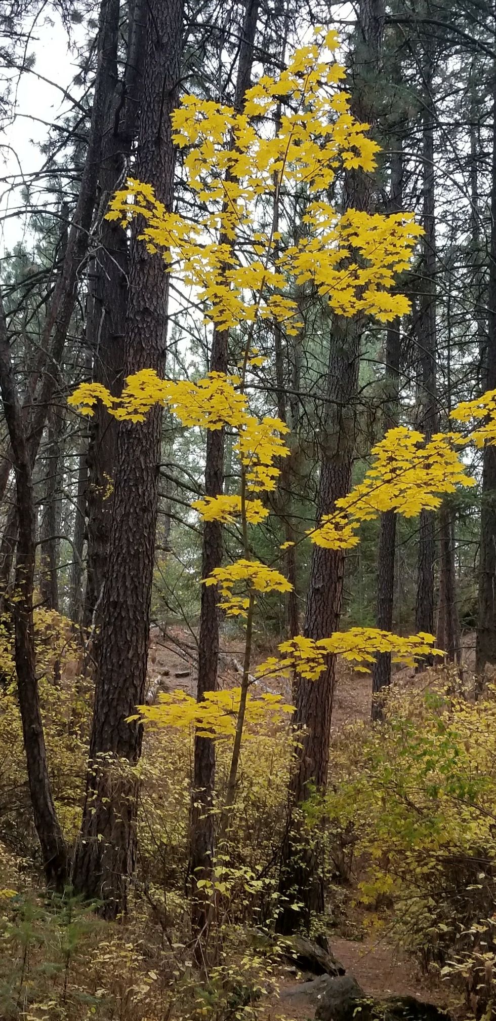 A vibrant yellow tree stands out in a dense, dark forest. - Pinecliff Loop Trail