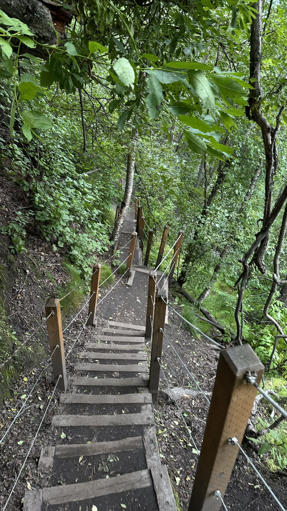 Steep wooden stairs with rope railings descend through a dense green forest. - West Butte Trail