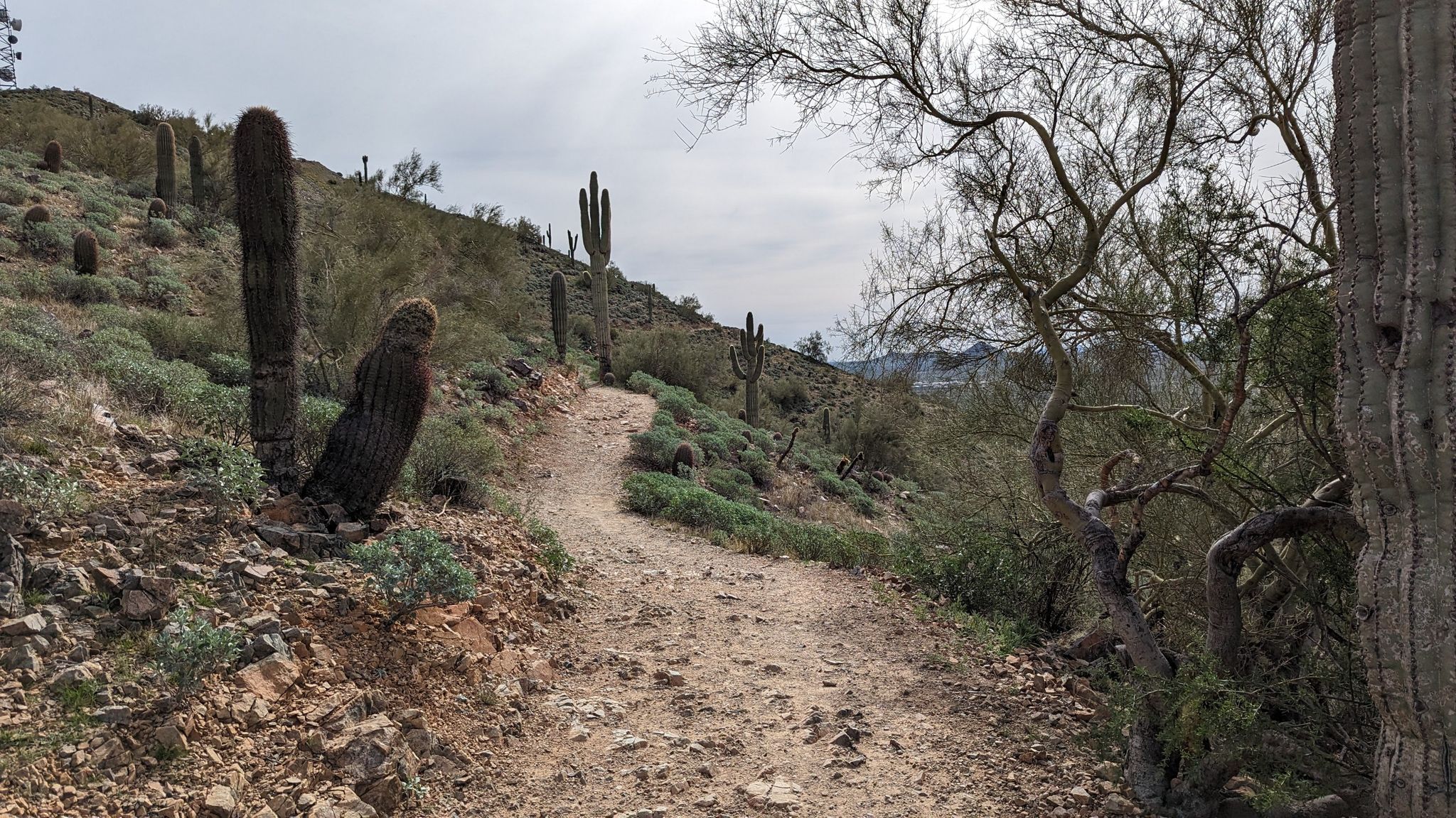 Dirt path through desert with saguaro cacti and bare trees under cloudy sky. - Sidewinder Trail loop from Equestrian Trailer Parking
