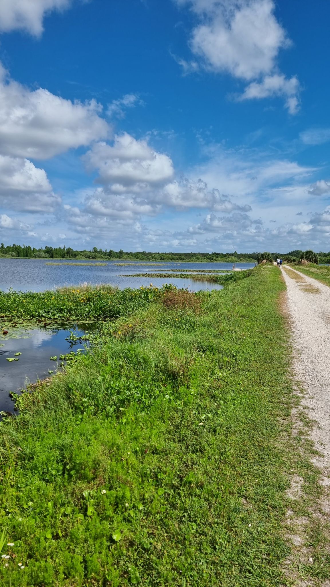 Dirt path alongside a lake with lily pads under a bright blue sky. - Circle B Bar Reserve Loop