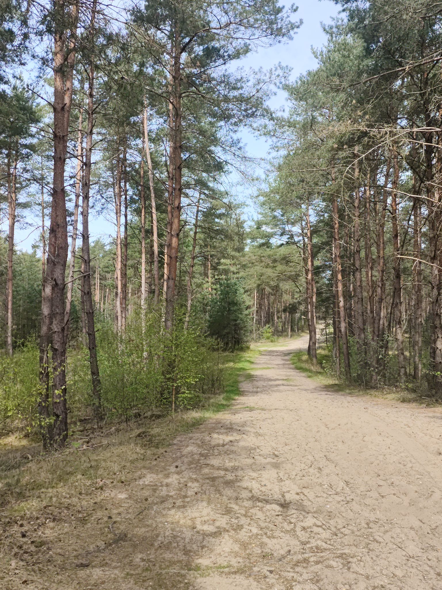Zandweg nabij Verzorgingsplaats het Haarde 