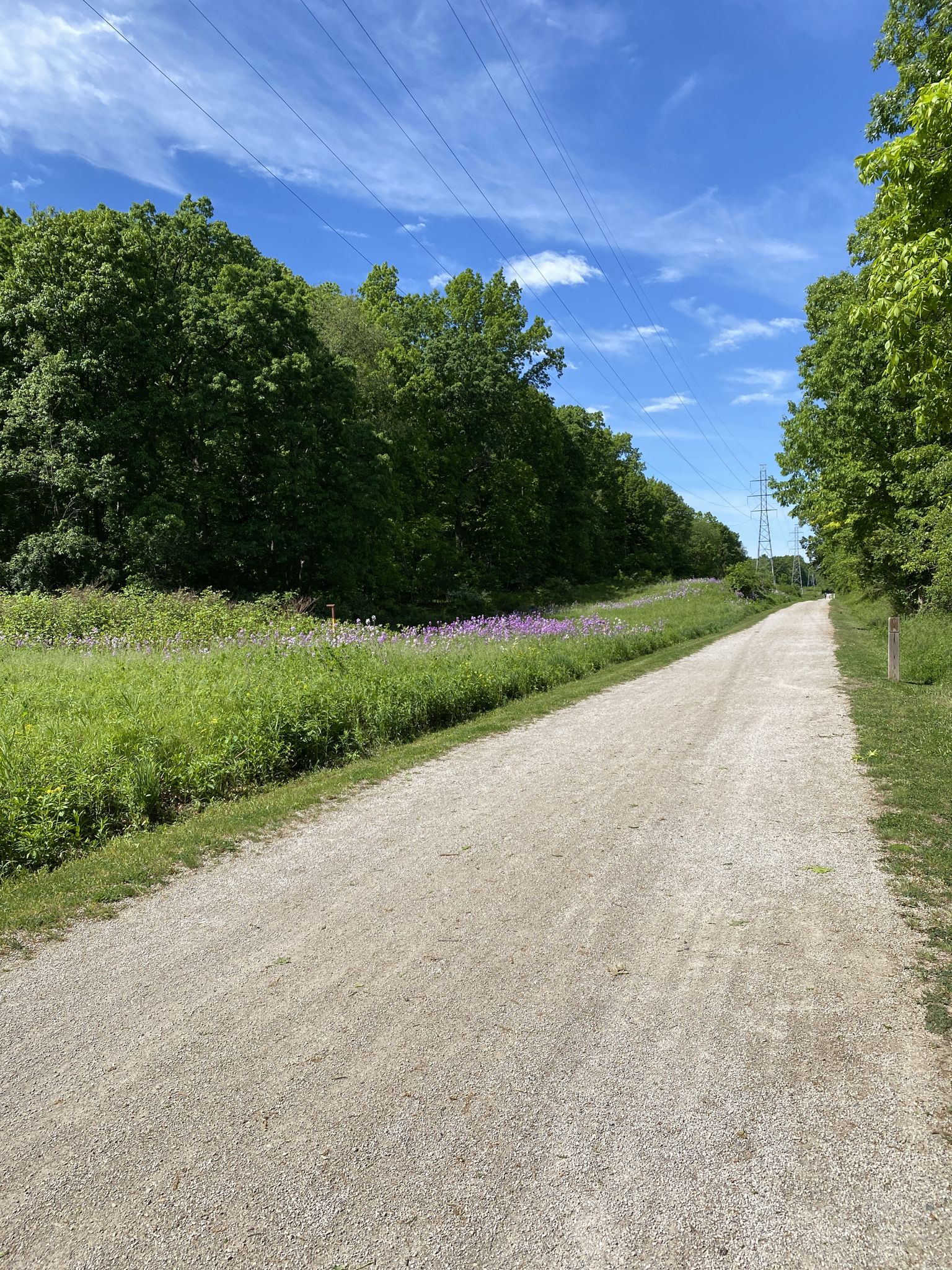 A gravel path next to a field of purple flowers and green trees. - Commerce Township Bridge – West Maple Road loop from Temple Israel
