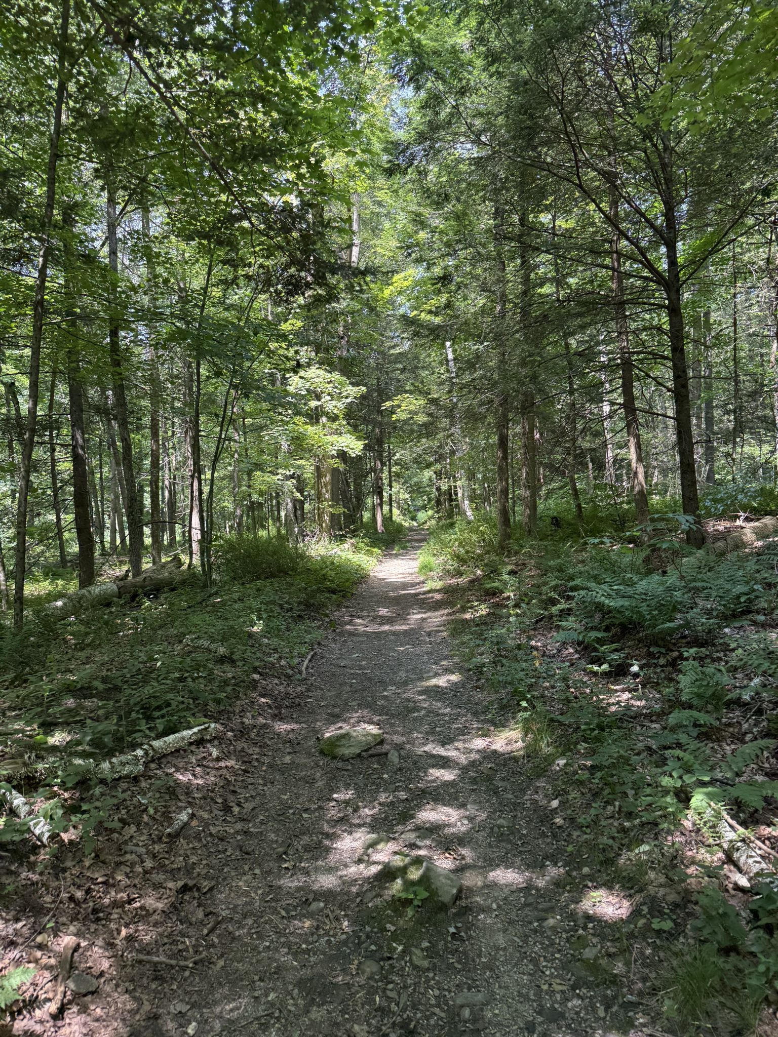 Sun-dappled dirt path winding through a dense, green forest with tall trees. - Burbank Dedication loop from Yokun South Ridge Reserve