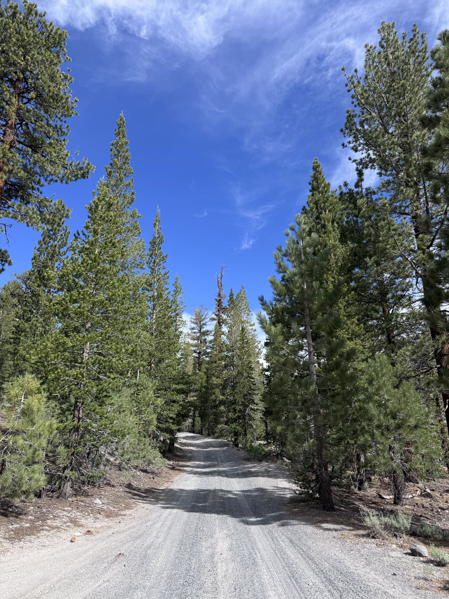 Dirt road through a tall pine forest under a bright blue sky with wispy clouds. - Obsidian Dome Loop Road