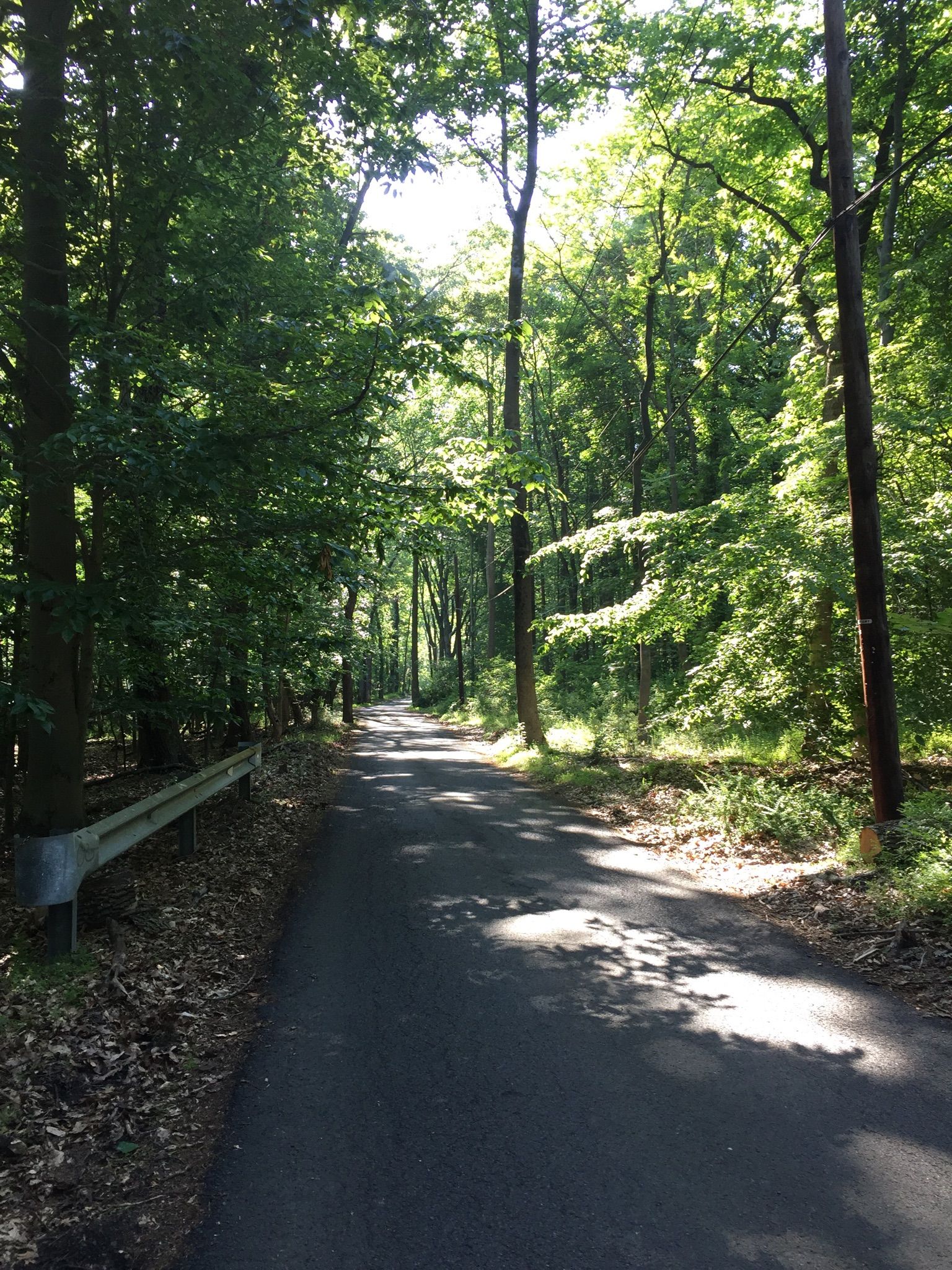 Paved road winds through a sun-dappled forest with tall green trees. - Washington Valley Park – Washington Valley Park West loop from Green Knoll