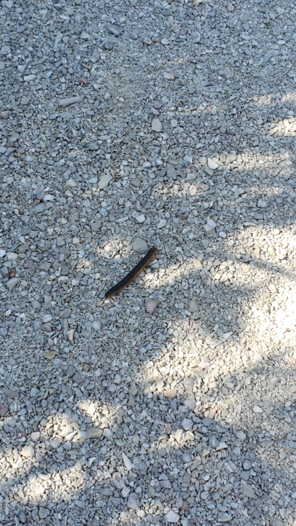 A dark centipede crawling across a light gray gravel path. - Hiking loop from Sanibel Island