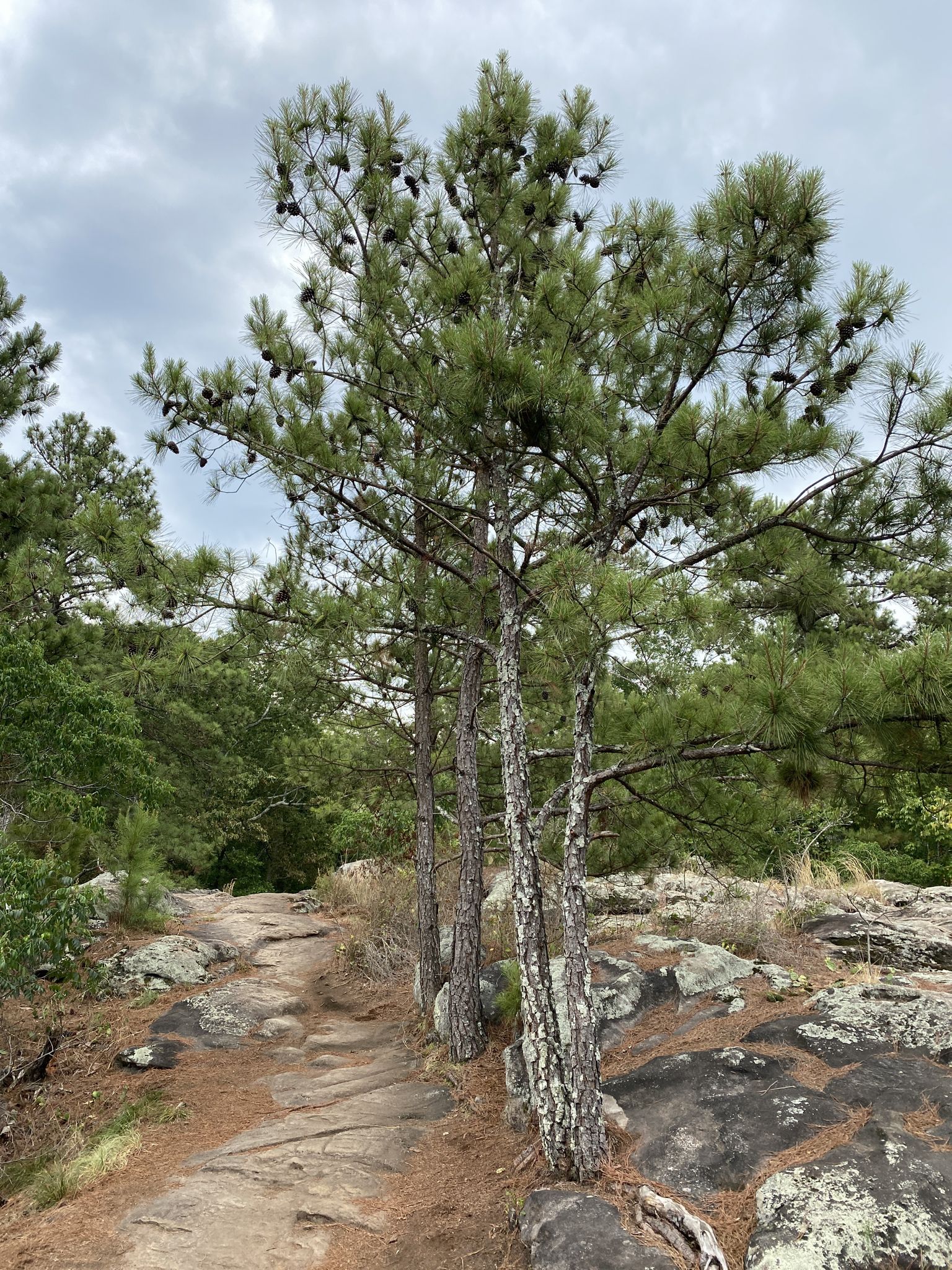 Narrow dirt path winding through pine trees and rocky terrain under cloudy skies. - Historic CCC Camp T.M. Brumby – Pigeon Hill loop from Kennesaw Mountain