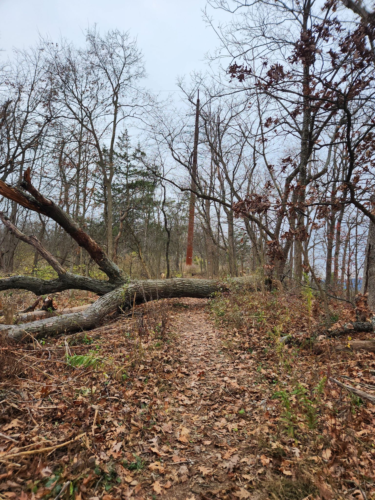 Fallen tree across a leaf-covered woodland path on an overcast day. - Dale's Ridge Trail