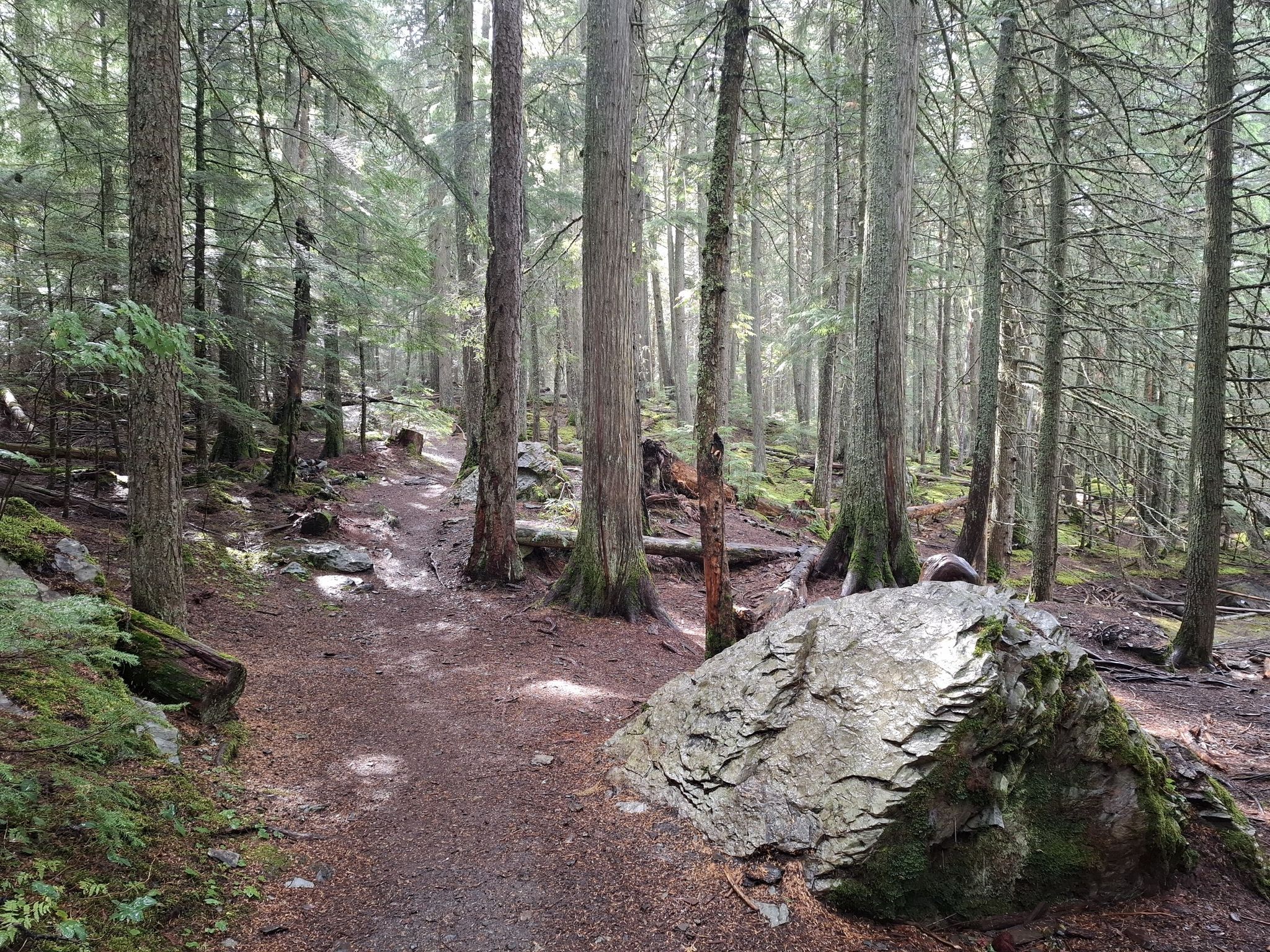 A dirt path winding through a sun-dappled forest with tall trees and rocks. - Johns Lake Loop Trail