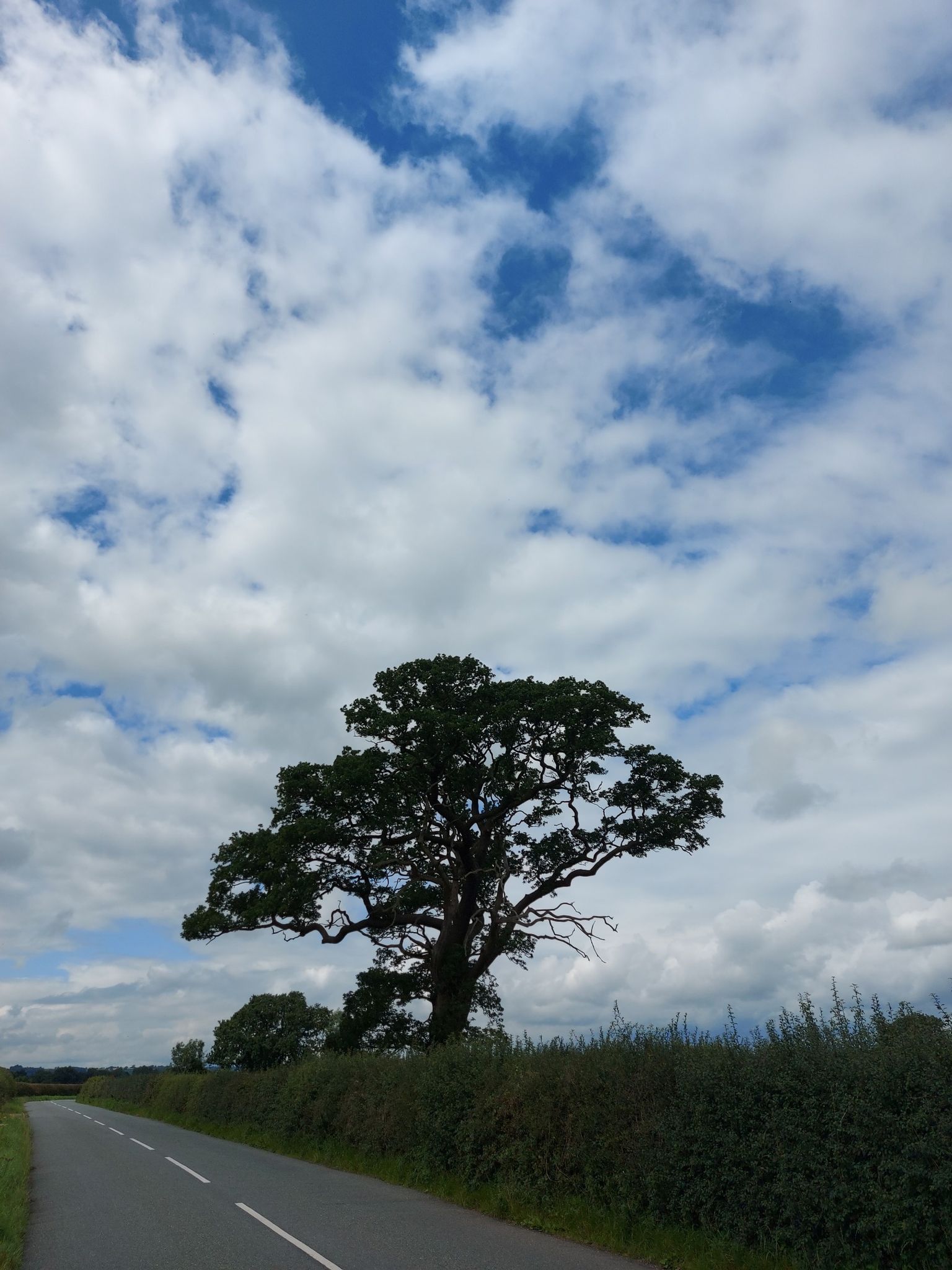 Many and impressive oaks