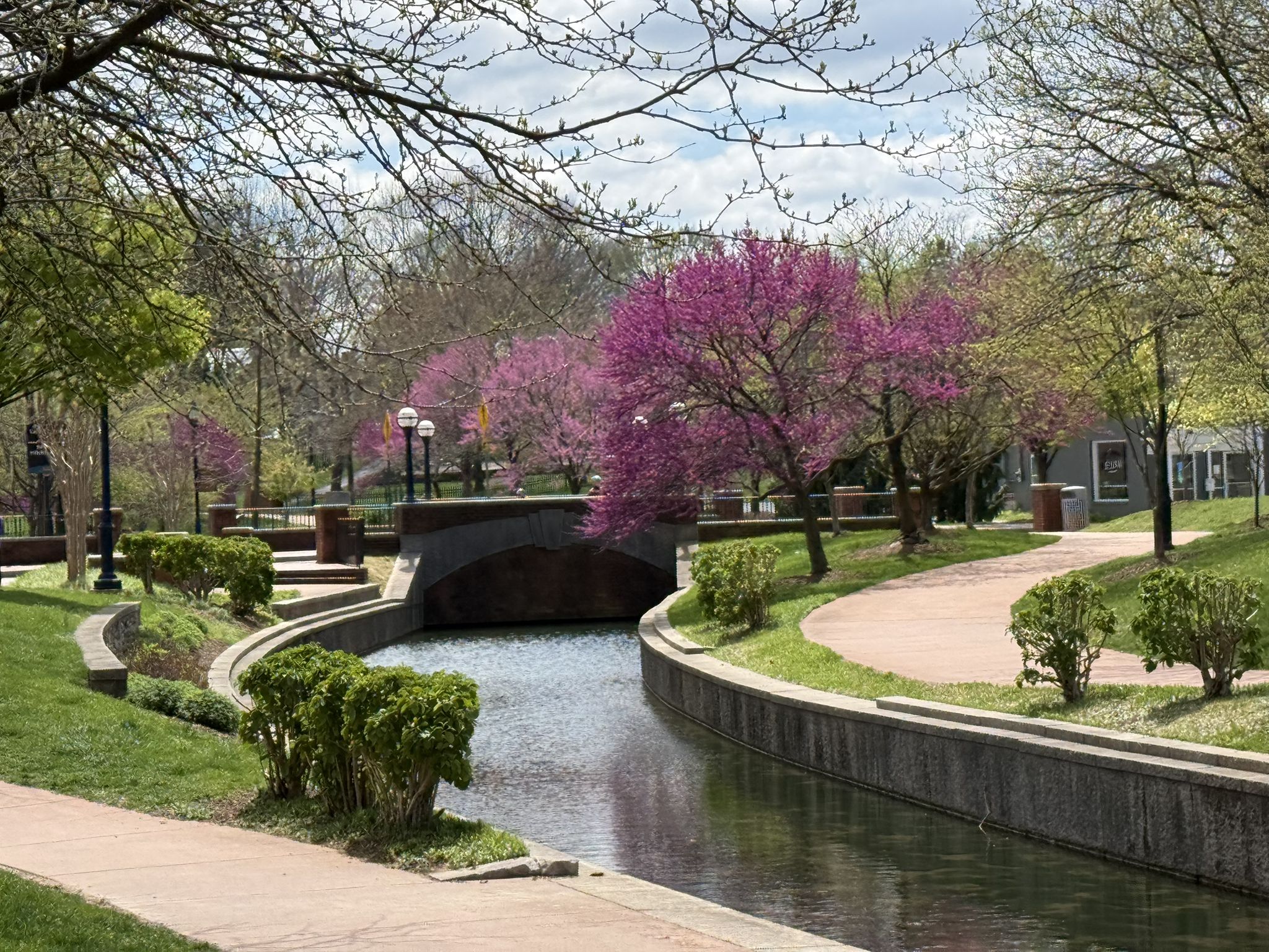 A canal flows under a stone bridge, surrounded by vibrant pink flowering trees. - Carroll Creek Linear Park