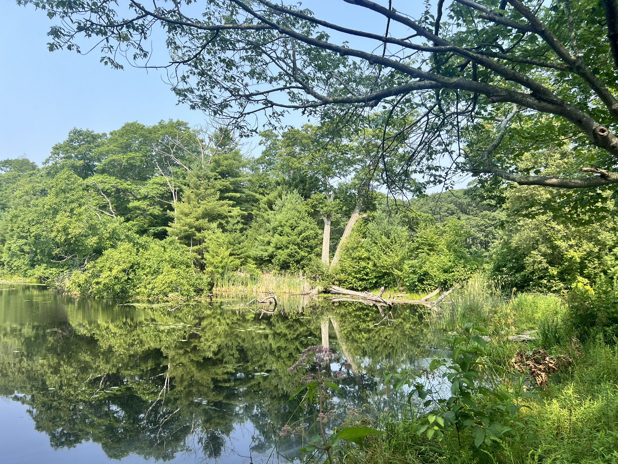 Tranquil pond reflecting dense green forest and fallen trees on a sunny day. - Runaway Farm – Robinson Woods loop from Cape Elizabeth