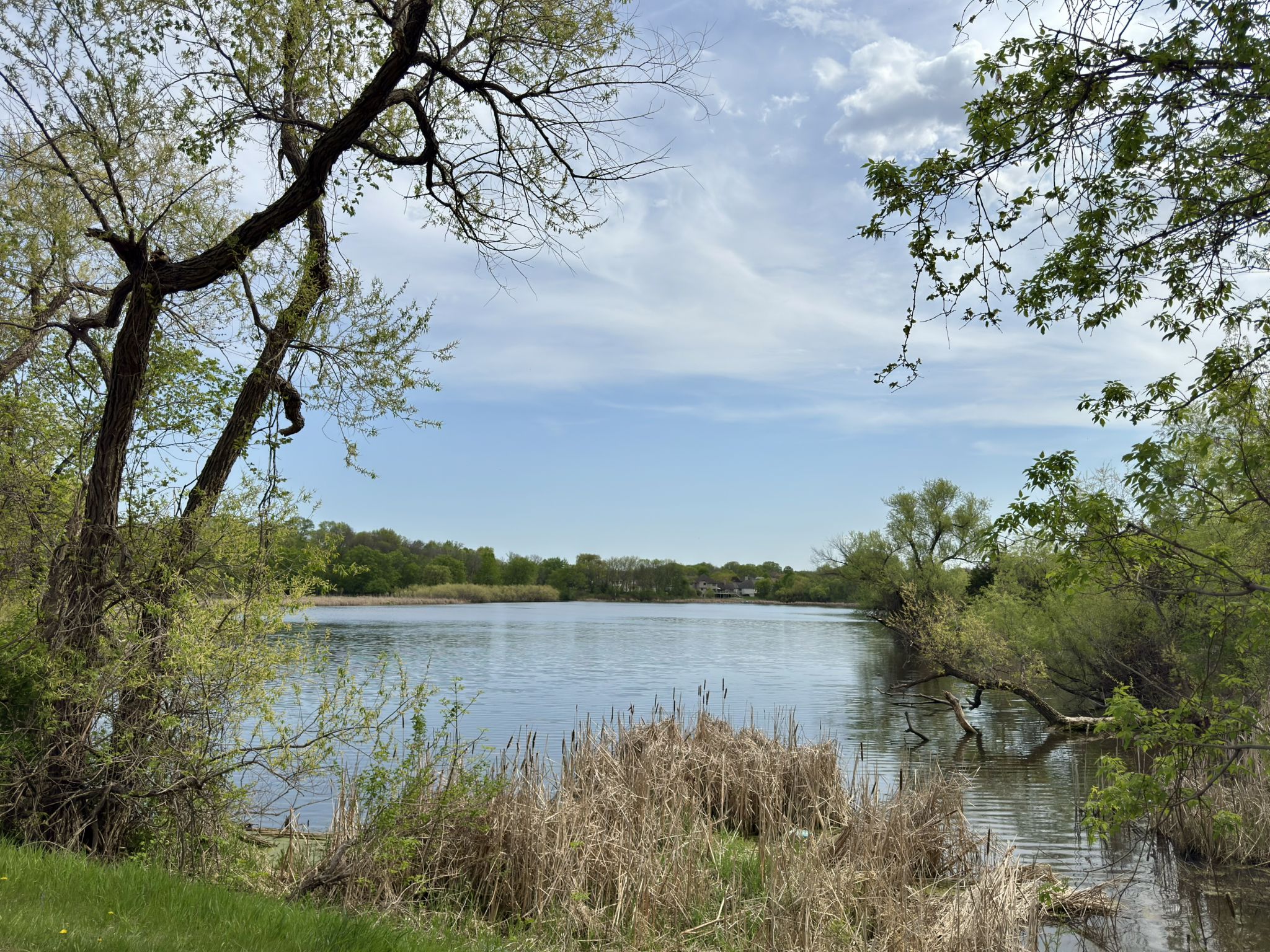 Calm lake surrounded by green trees and reeds under a partly cloudy sky. - Rice Lake Loop Trail