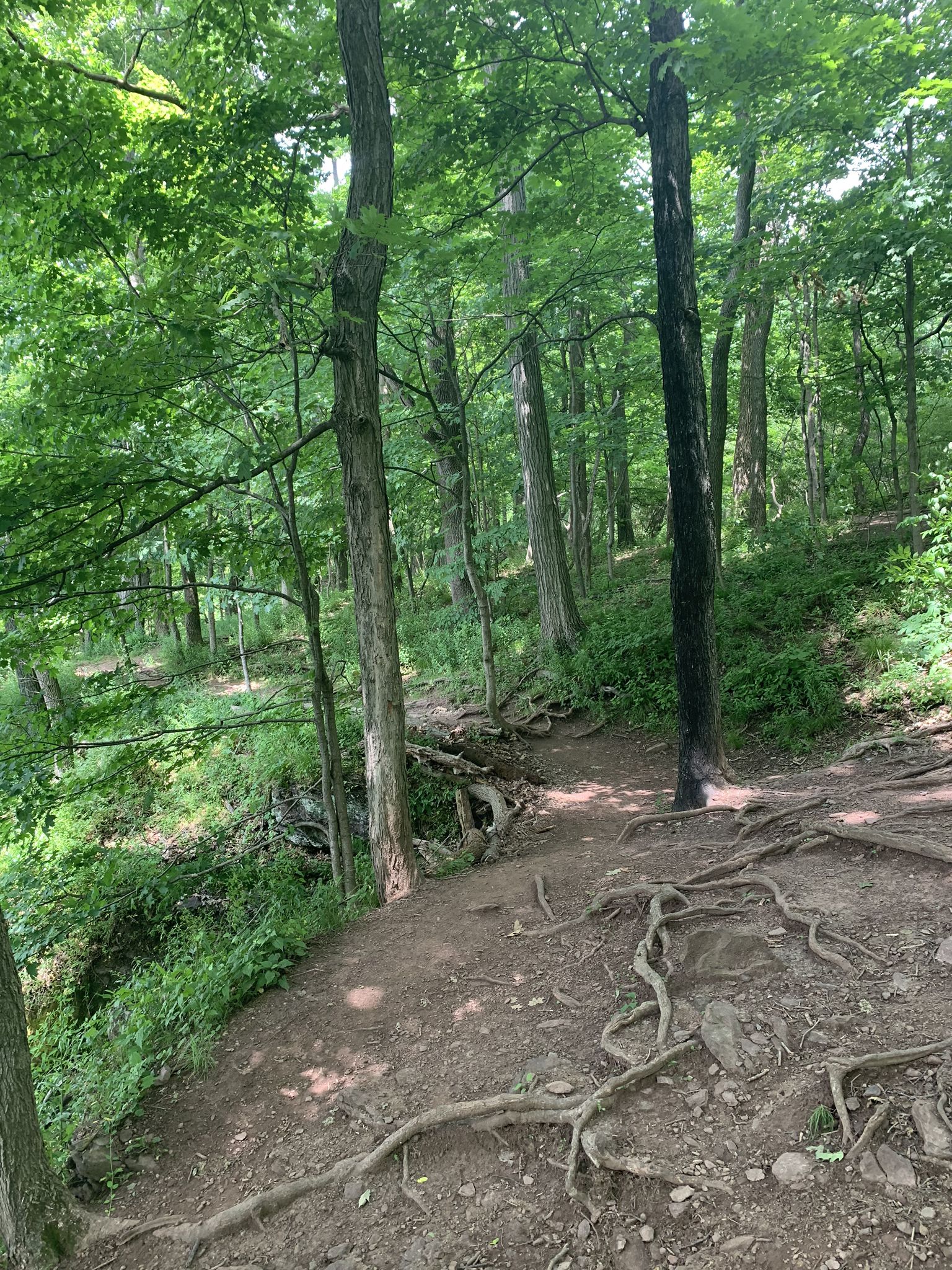 A dirt trail with exposed roots winds through a vibrant green forest. - Tohickon Valley Park loop from High Rocks Vista