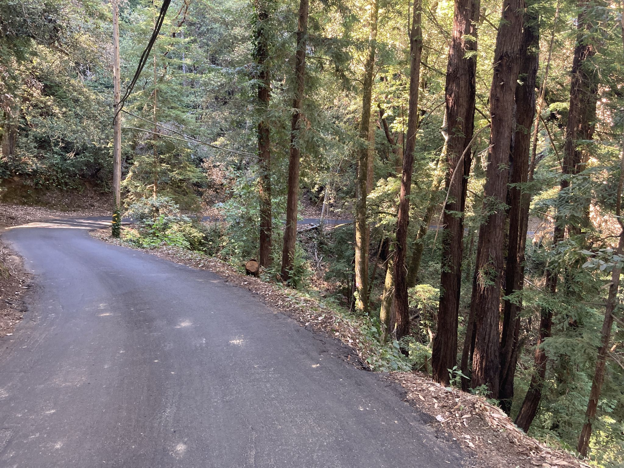 Winding paved road through a dense forest with tall trees, dappled sunlight. - La Honda & Skyline Ridge loop from Mountain View