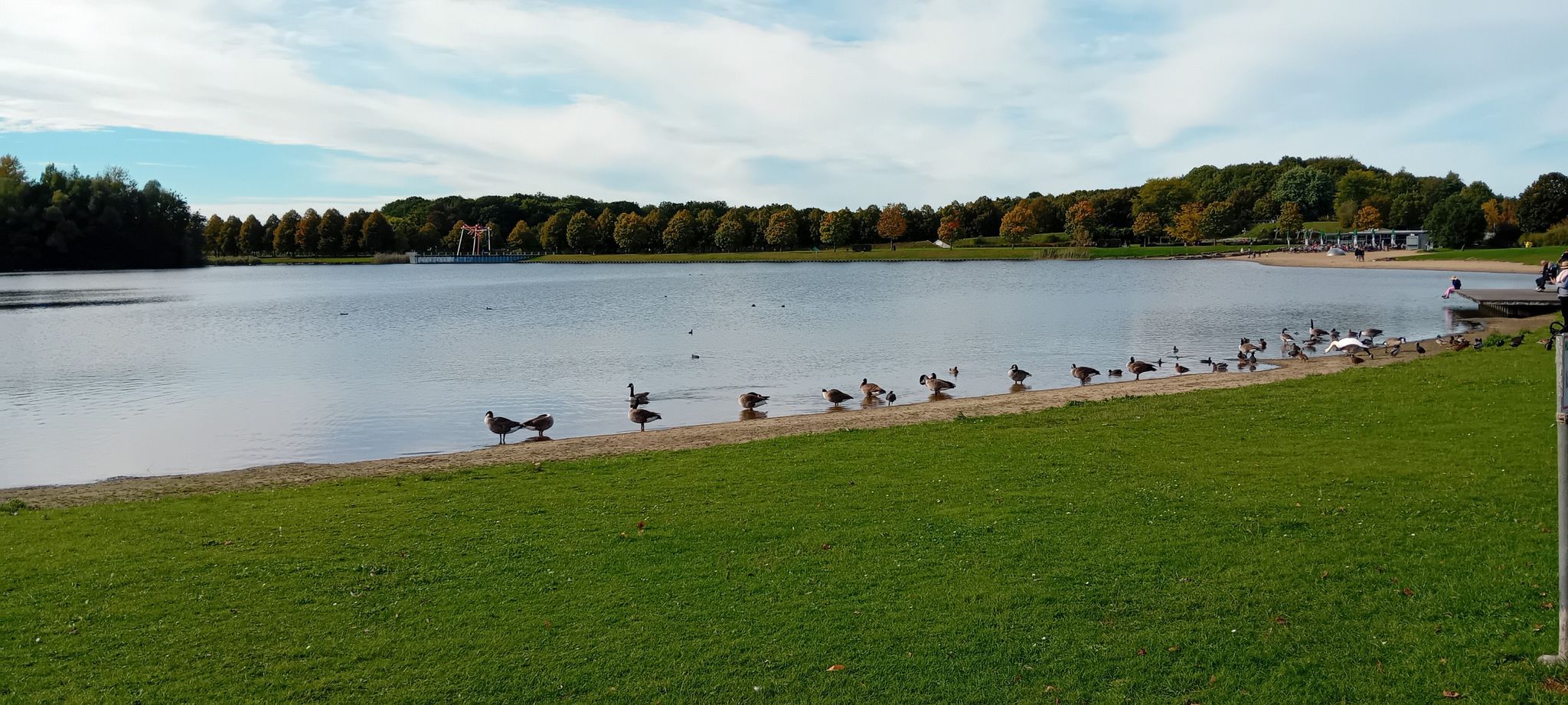 Kanadische Wildgänse erobern den See